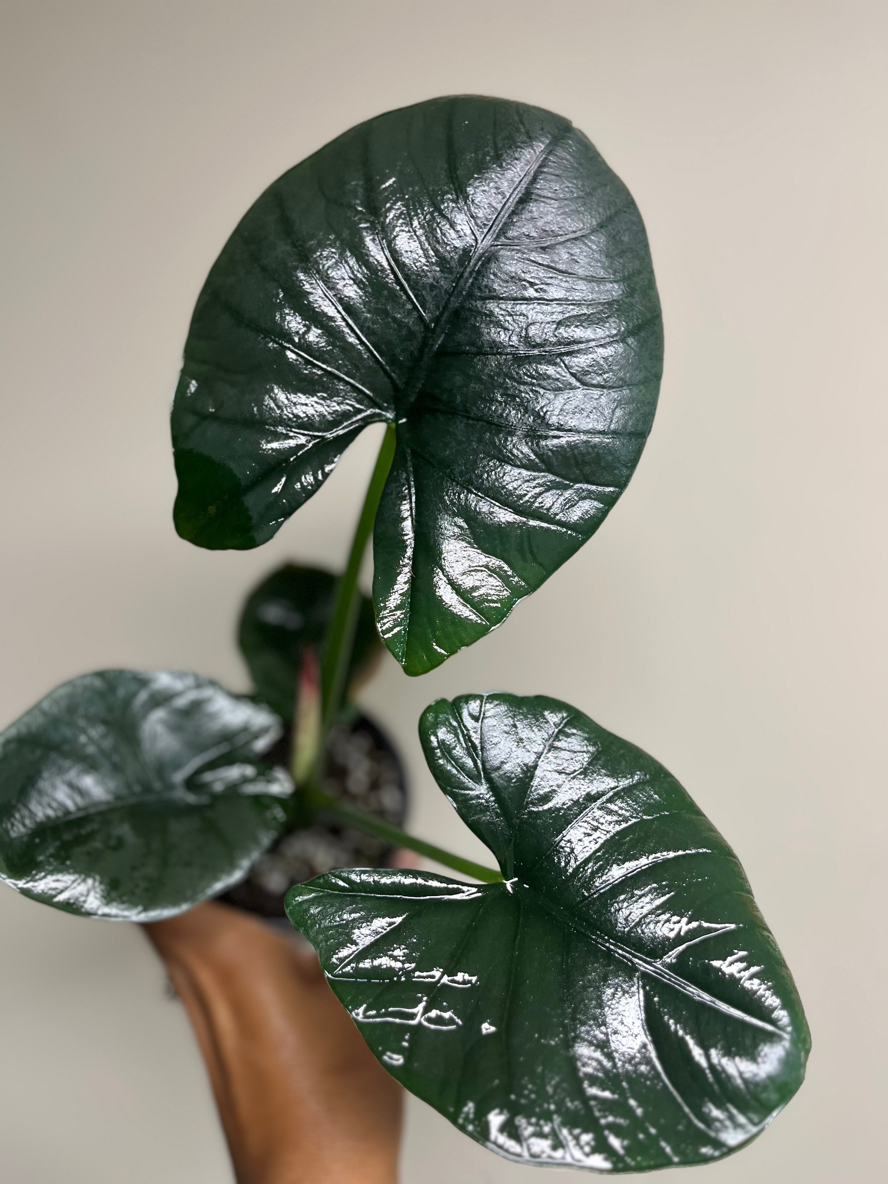 Alocasia Reginae 4 in