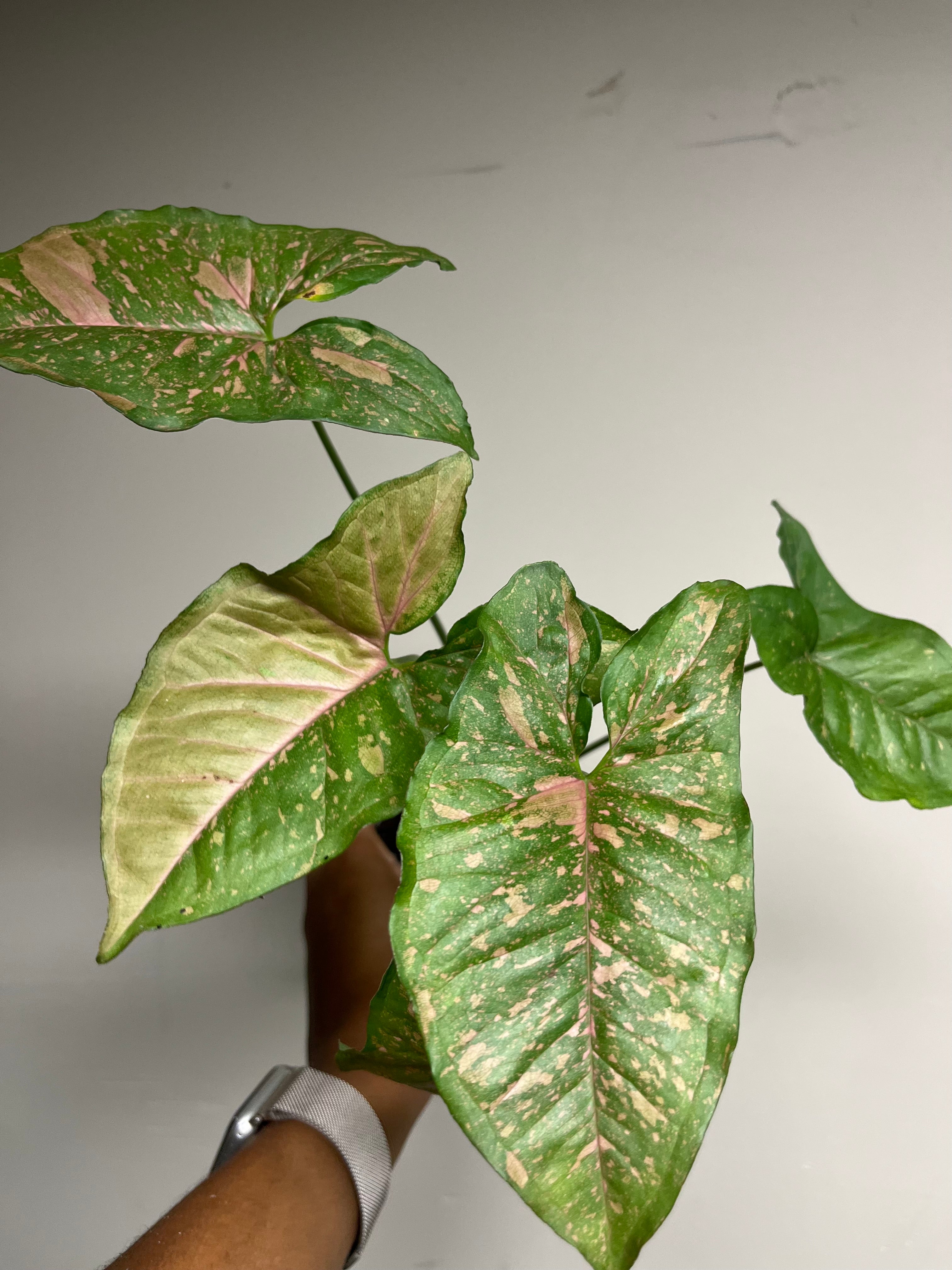 Syngonium Pink Splash Allusion 4 in
