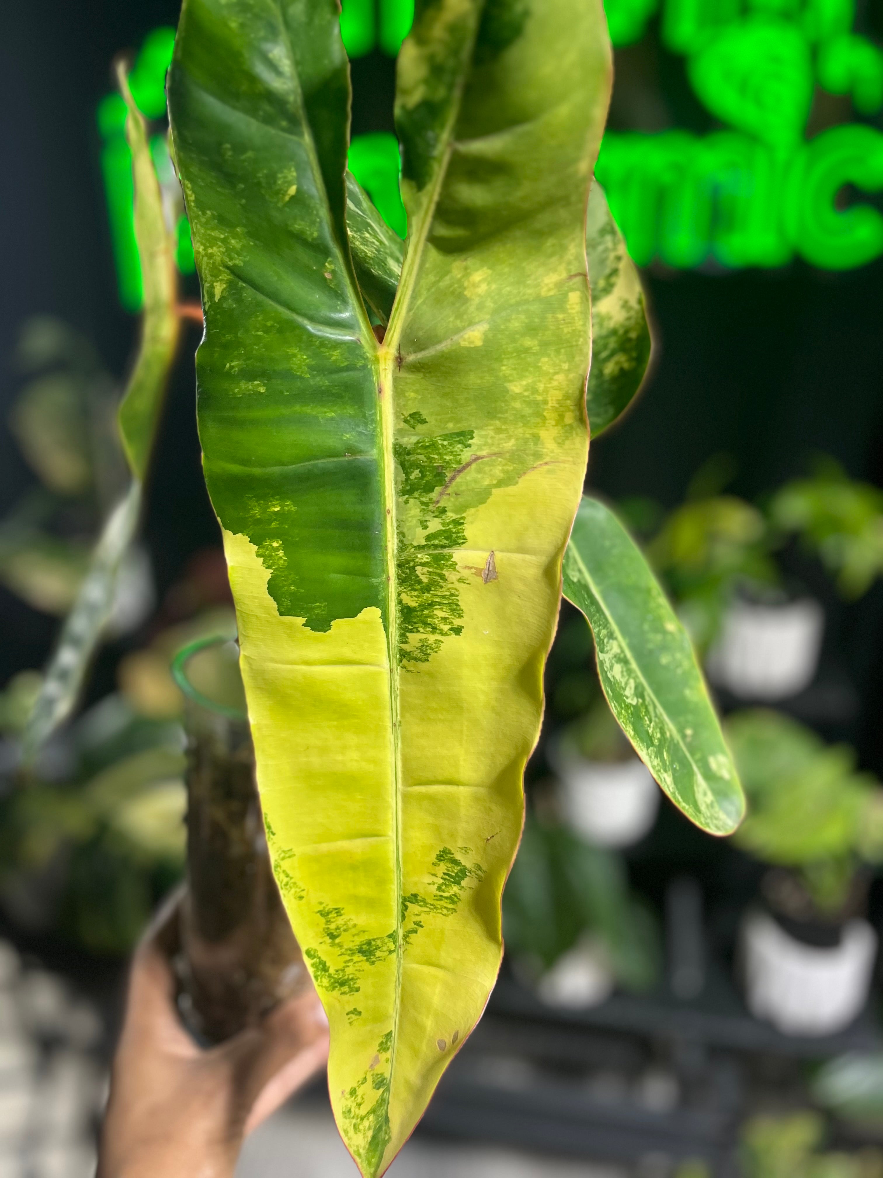 Philodendron Billietaie Variegated