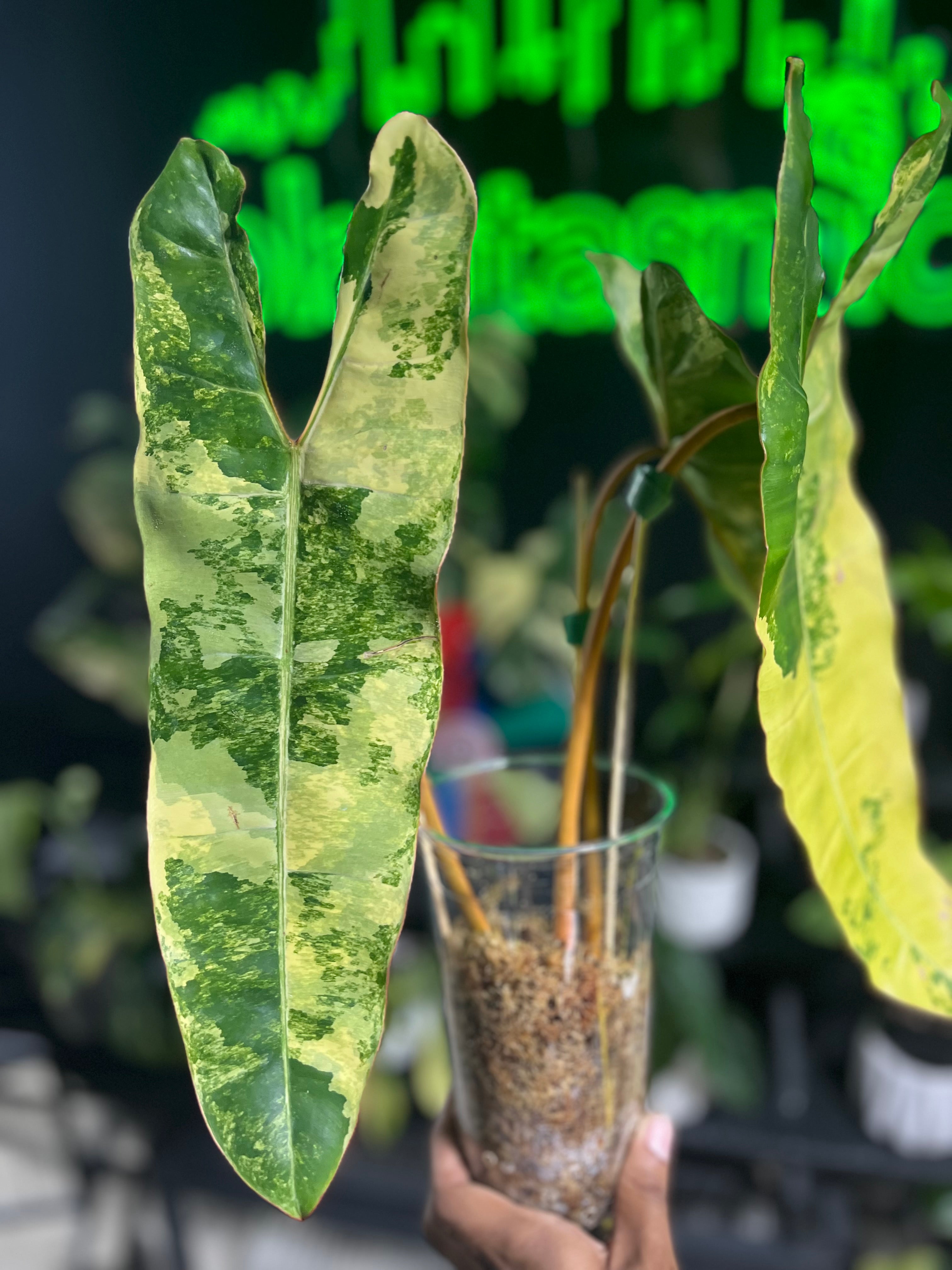 Philodendron Billietaie Variegated