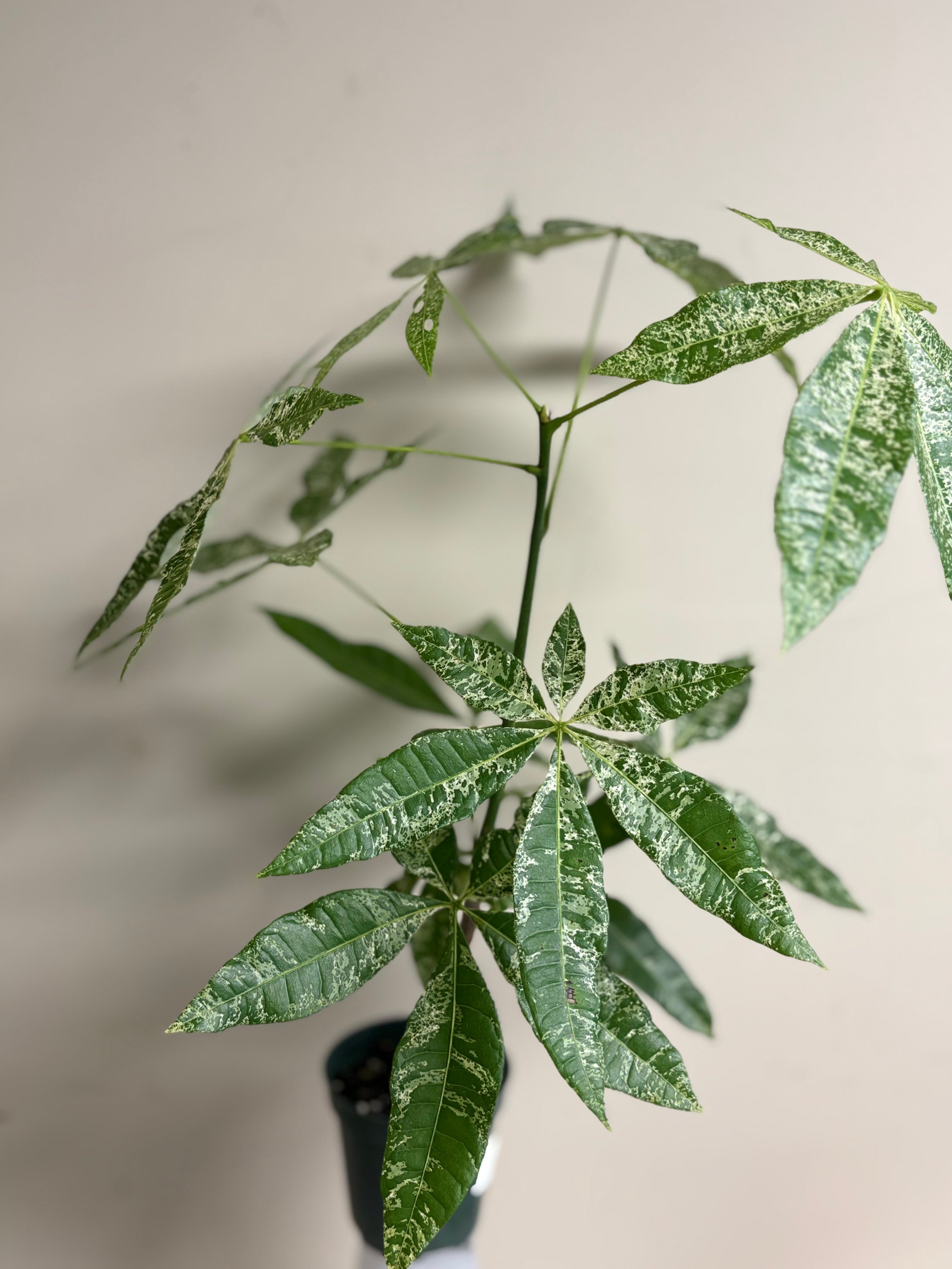 Pachira Money Tree Variegated 4 in
