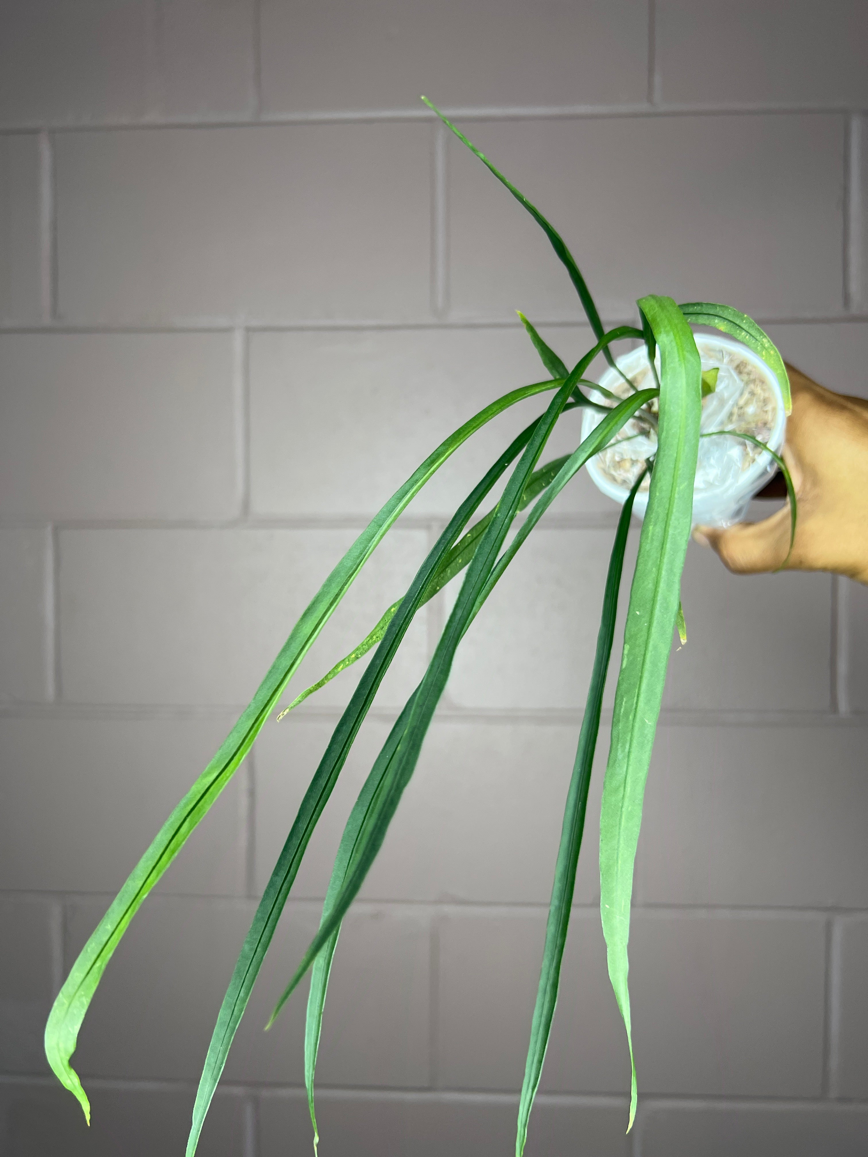 Anthurium Yasuni