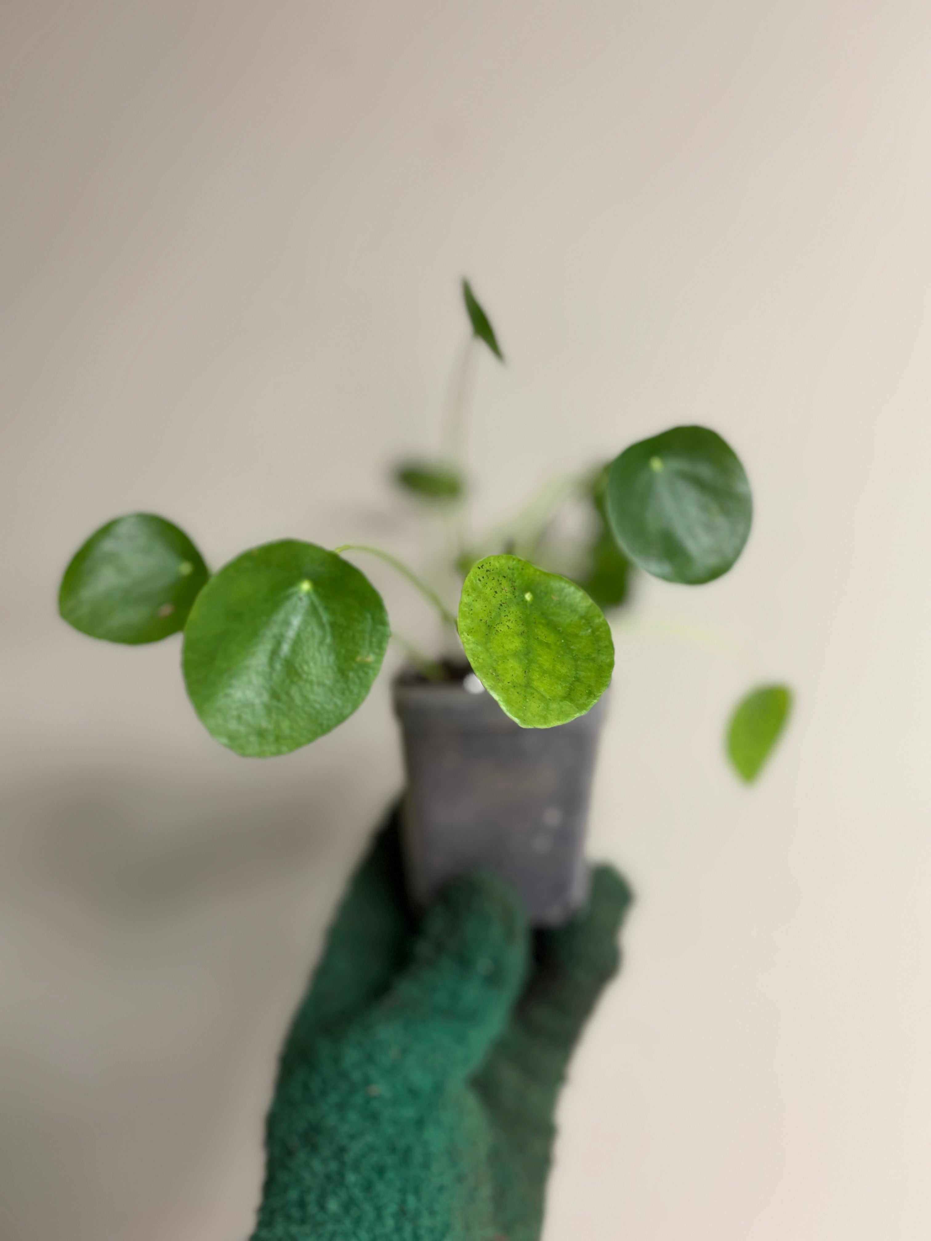 Chinese Money Plant 6 in
