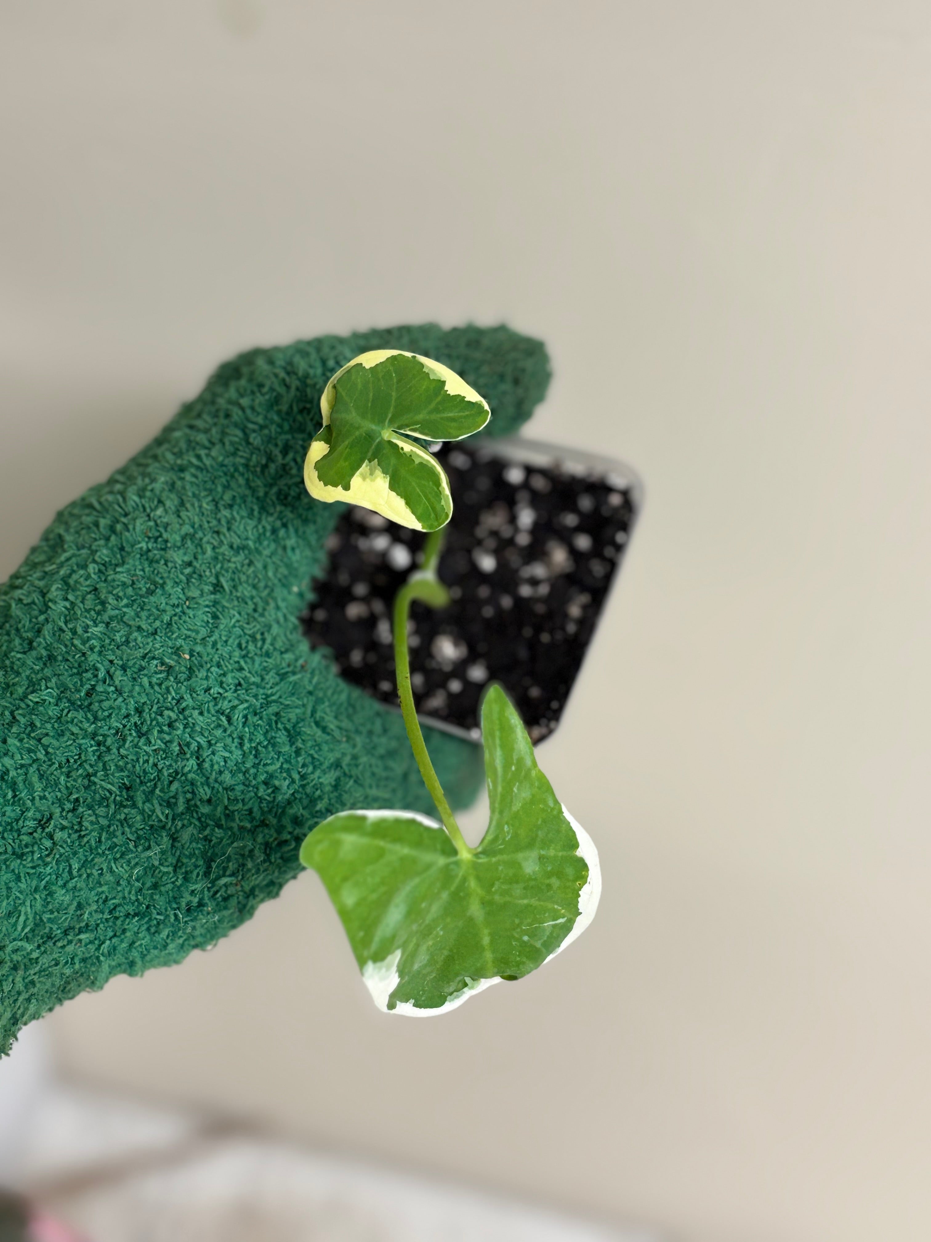 Alocasia Mickey Mouse