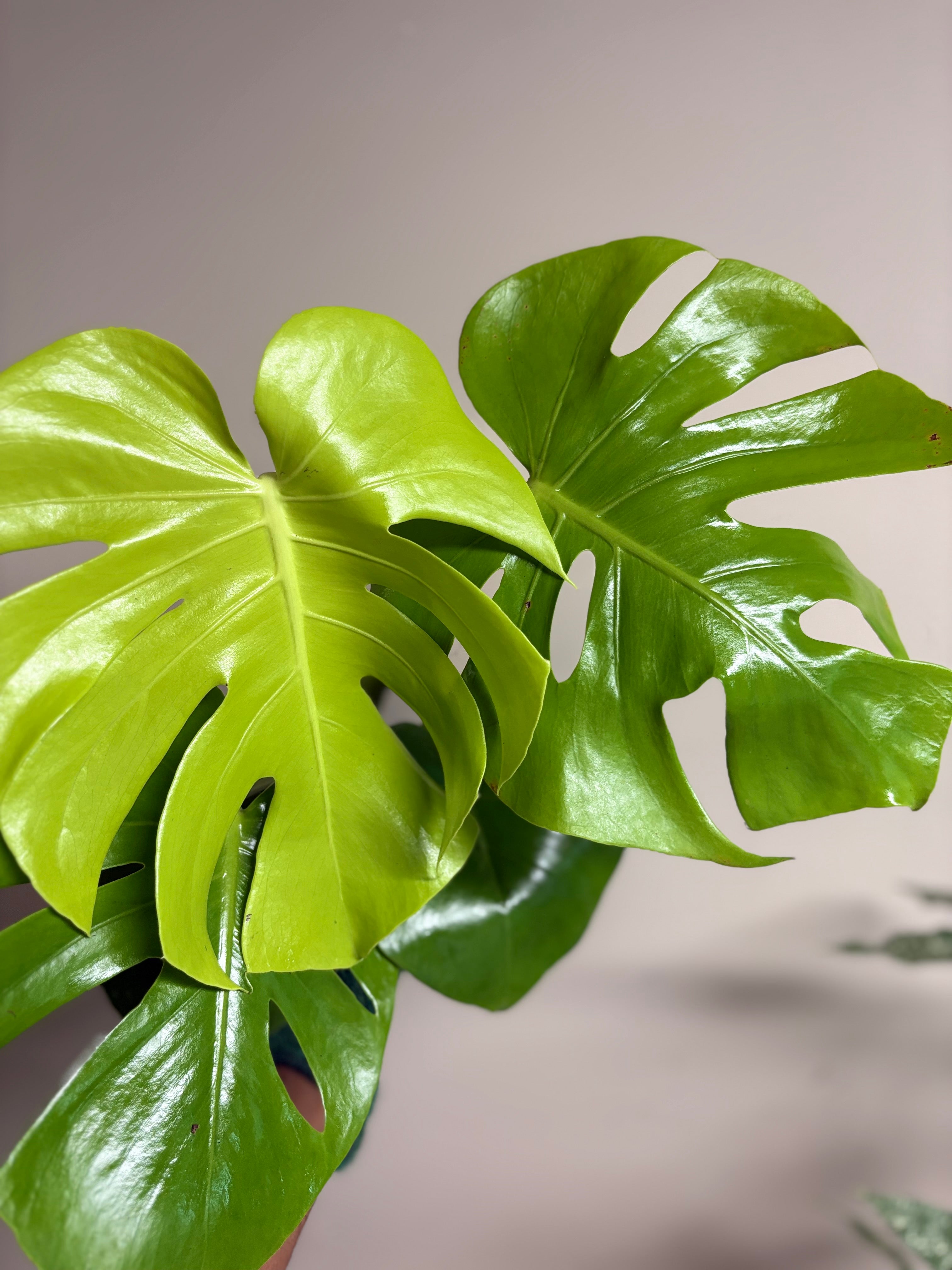 Monstera Lemon Lime 6 in