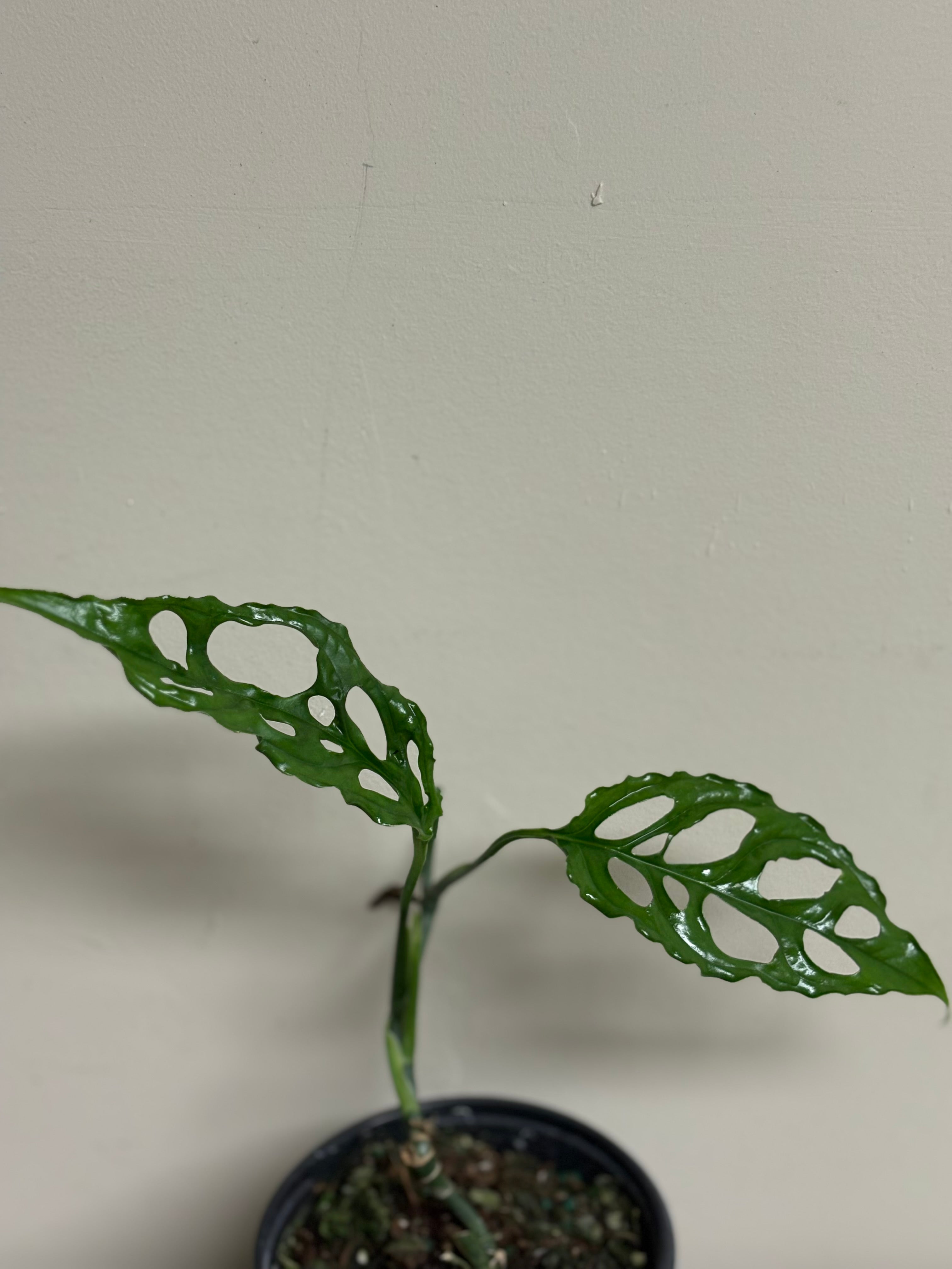 Monstera Obliqua Peru 4 in