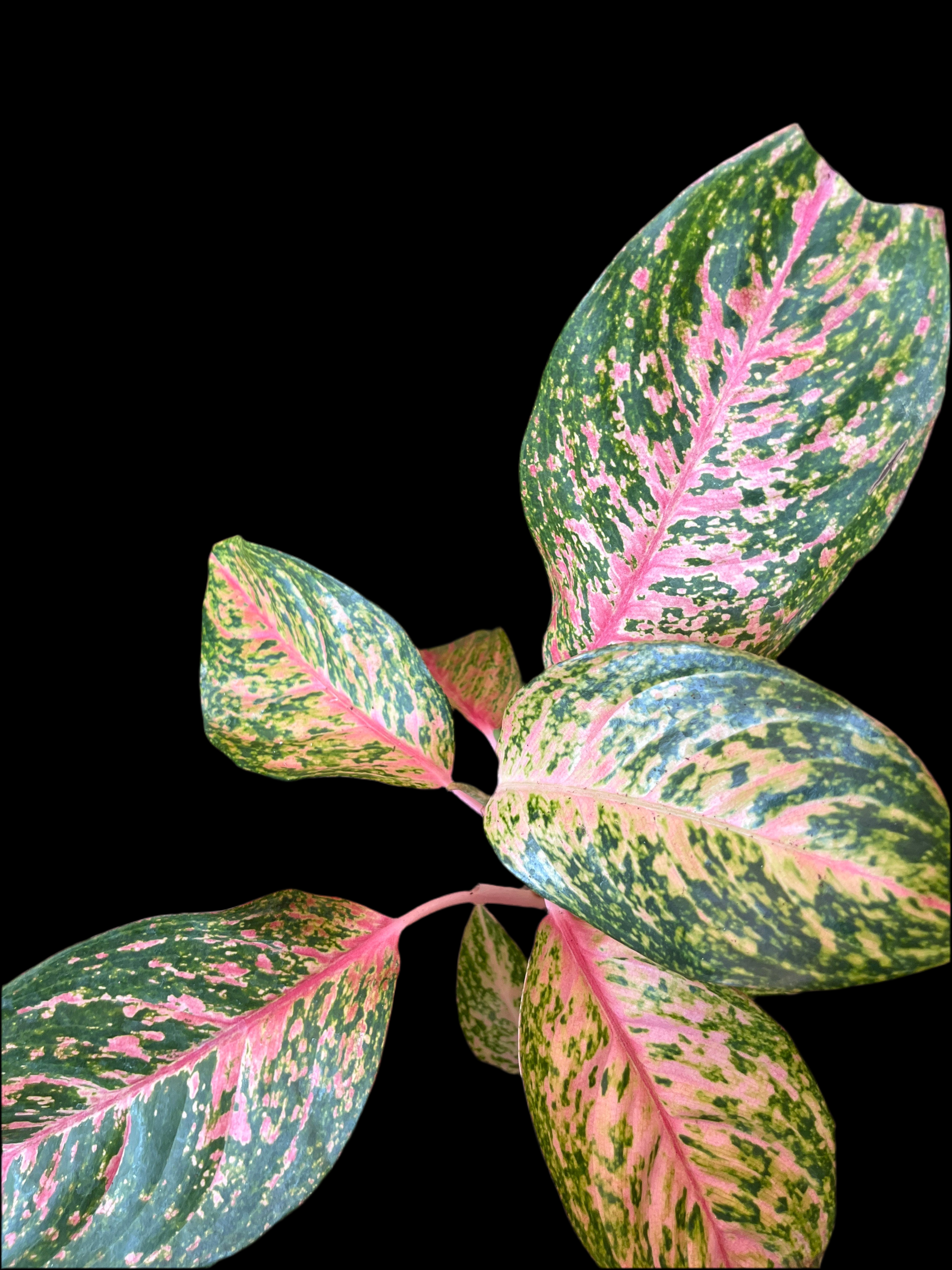 Aglaonema Golden Dragon