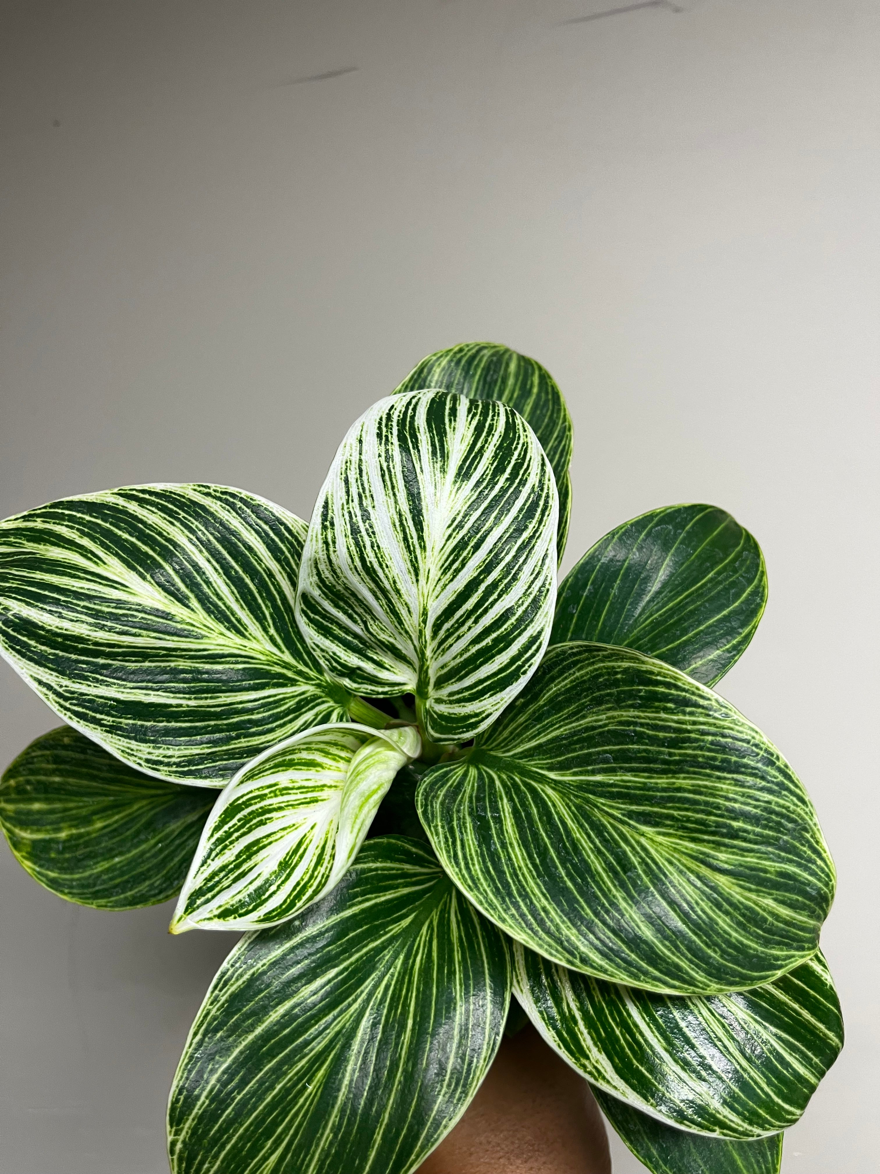 Philodendron Birkin Galaxy 4 in