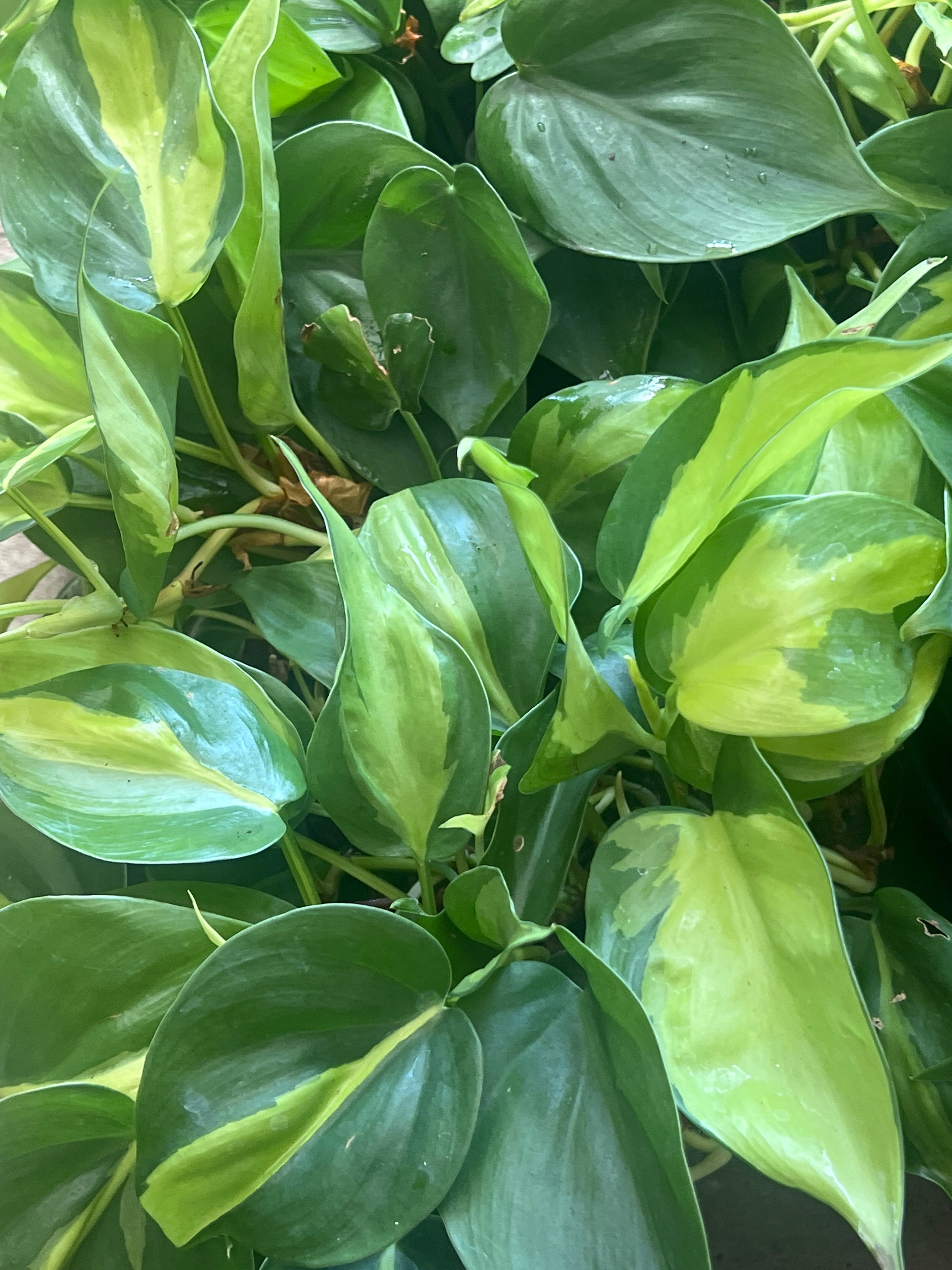 Philodendron Brasil 6 inch