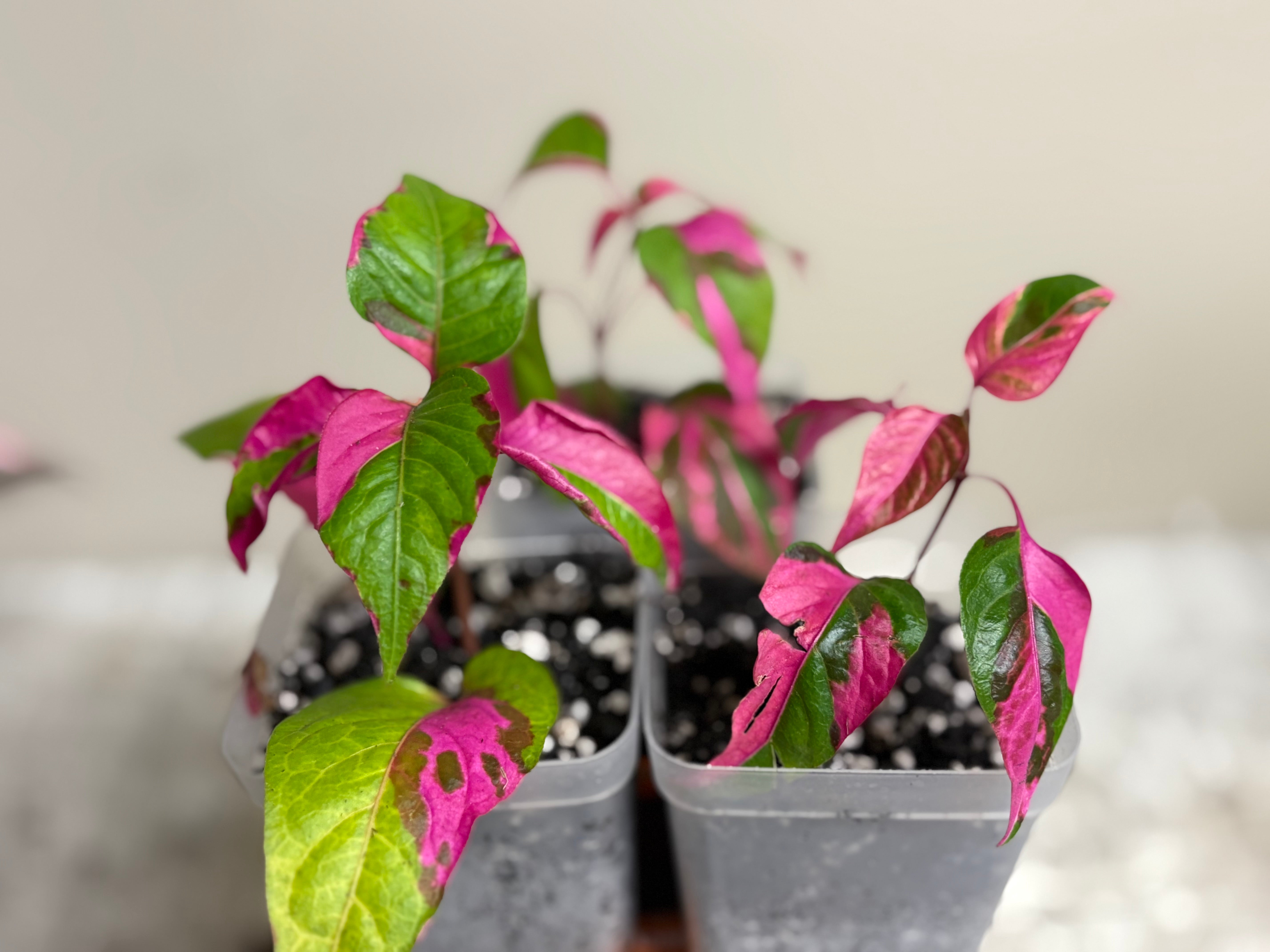 Alternanthera Party Time