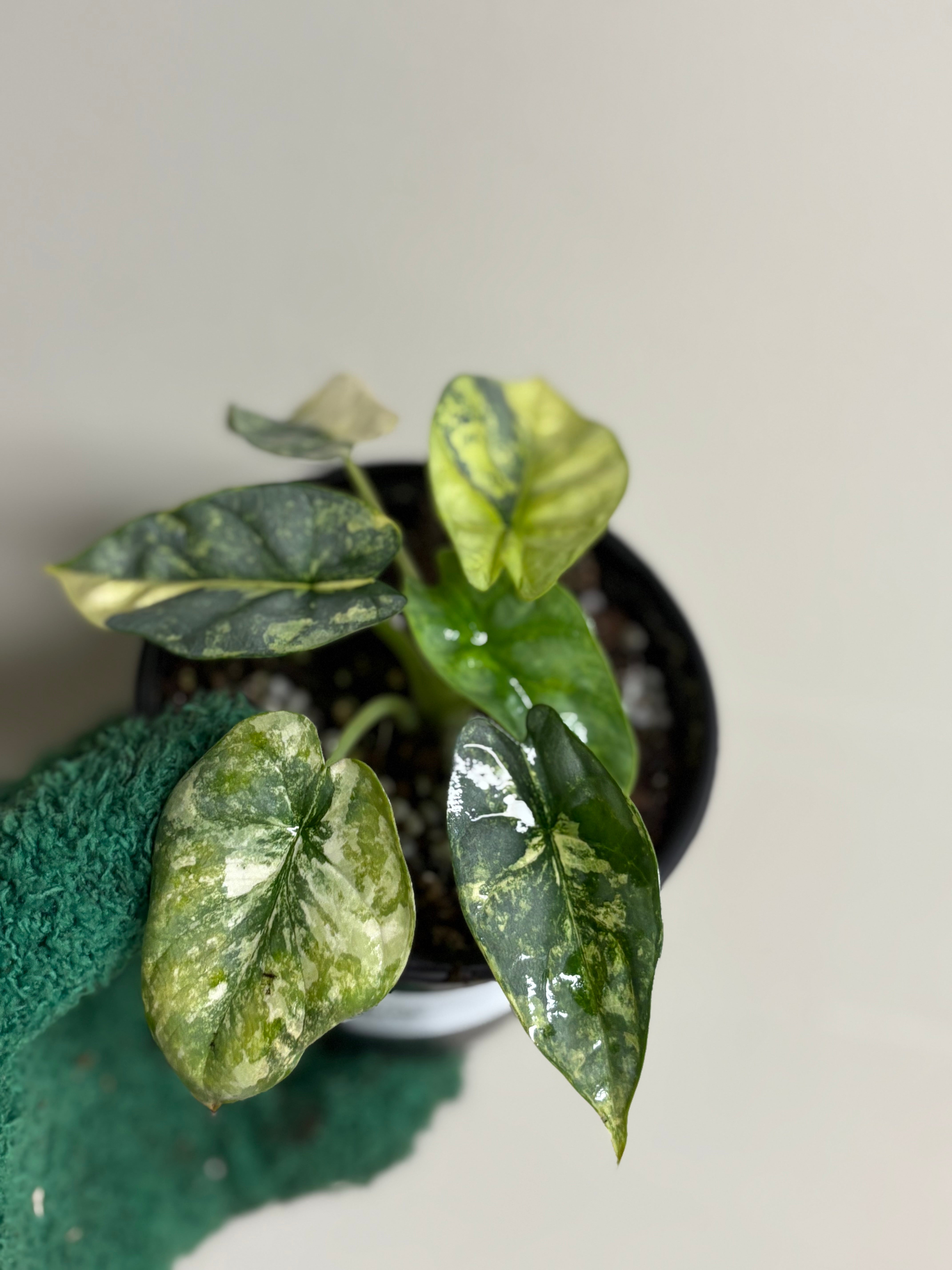Alocasia Silver Dragon Variegated 4 in