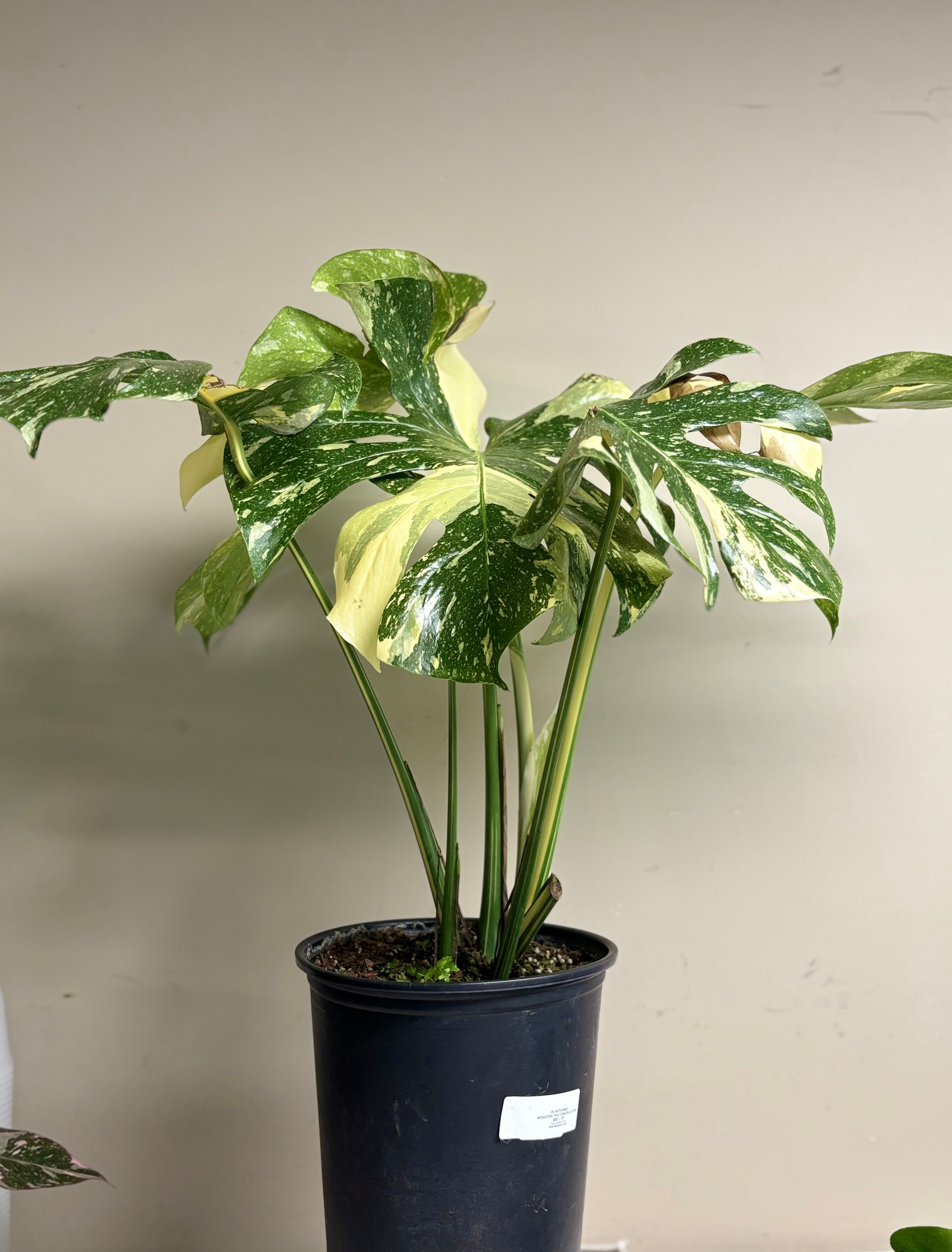 Monstera Thai Constellation 8 in