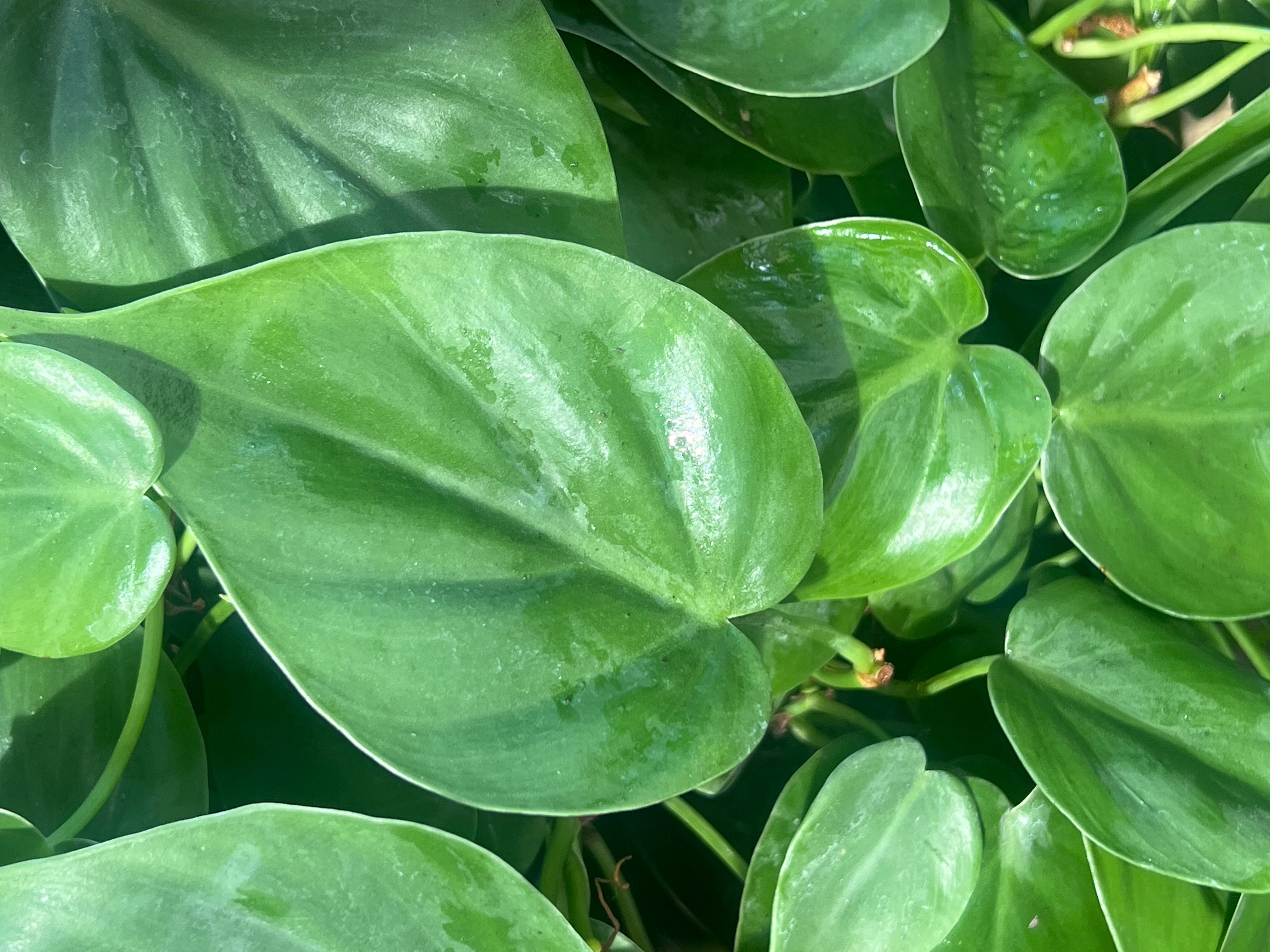 Philodendron Hederaceum (Heartleaf) 6 inch