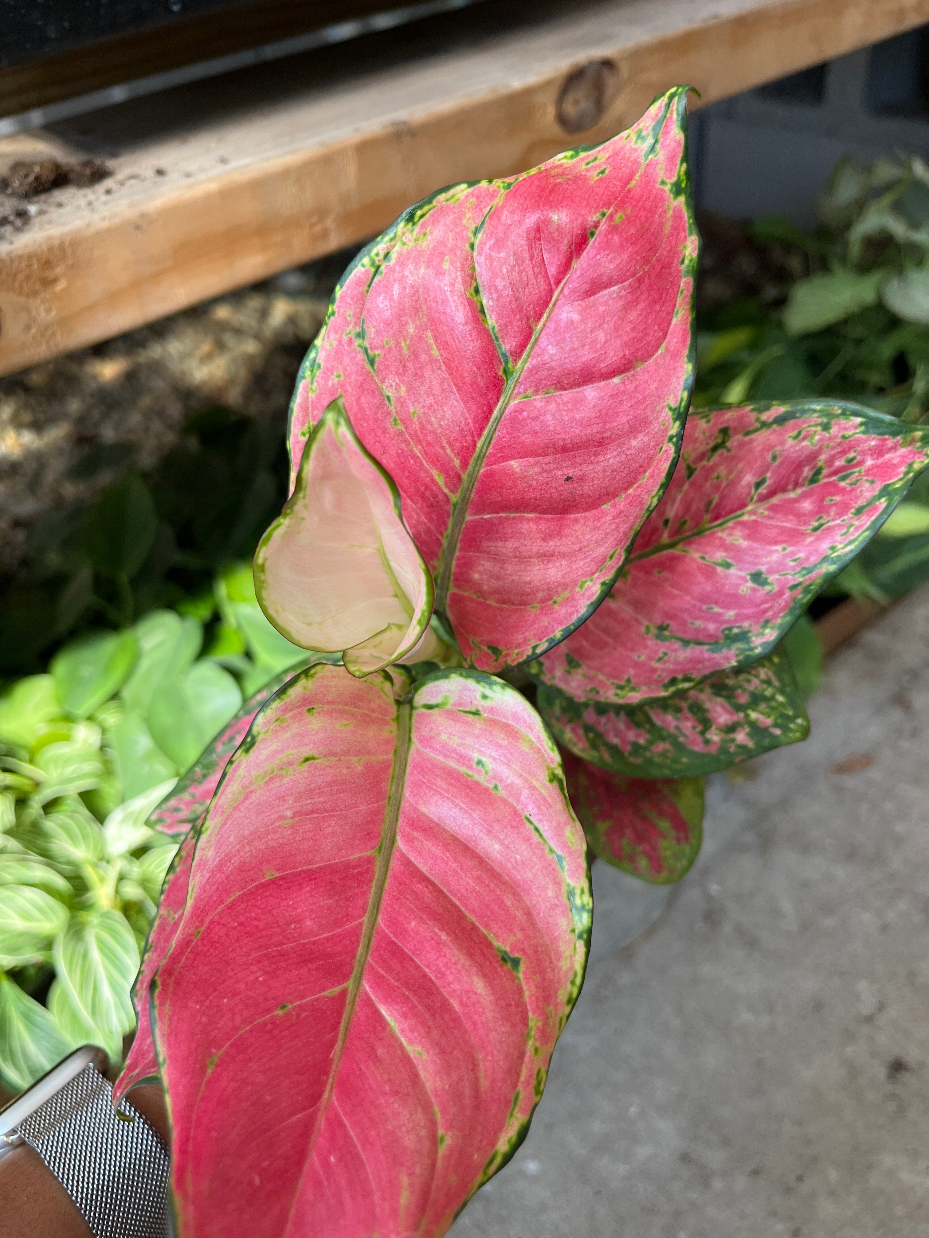 Aglaonema Red Beauty