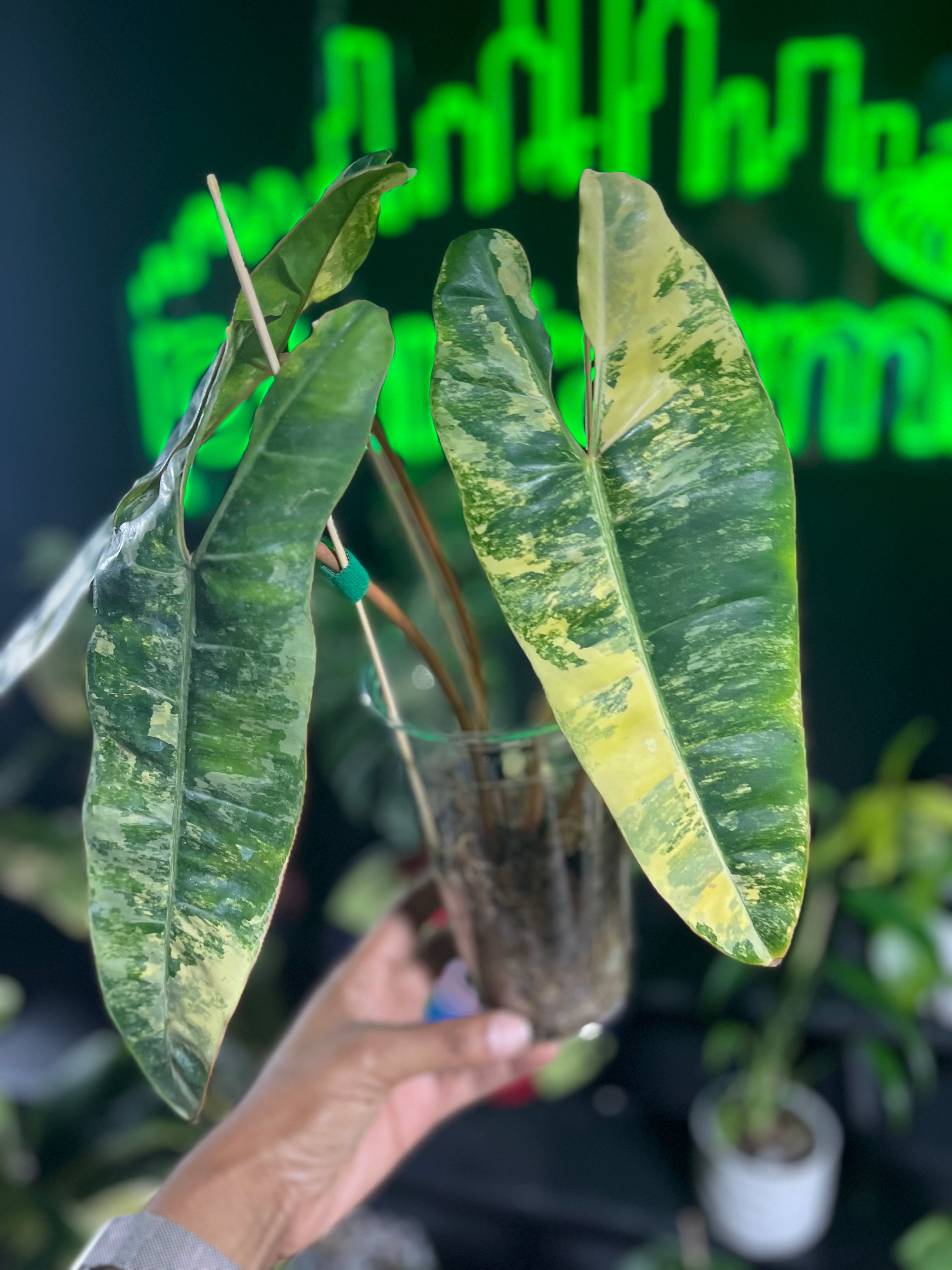 Philodendron variegated billietiae
