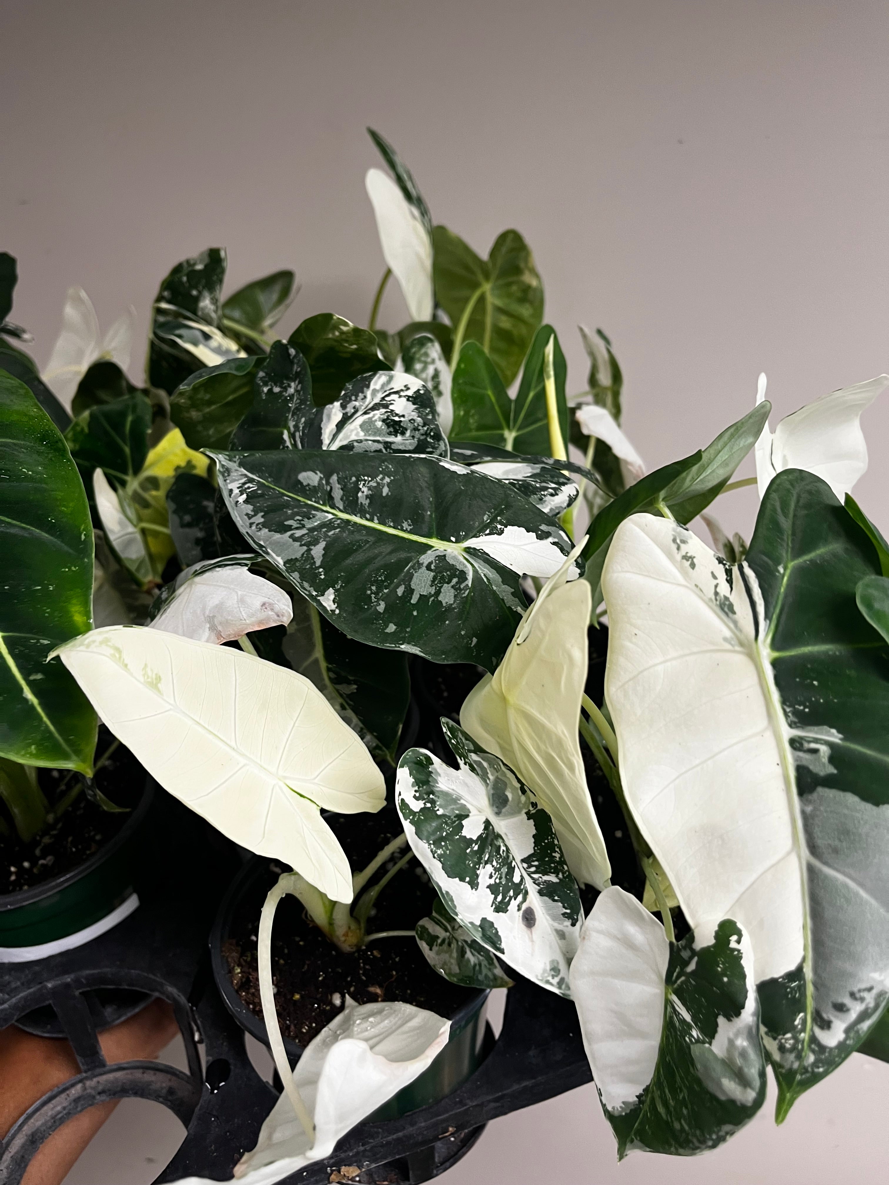 Alocasia Frydek Variegated 4 in