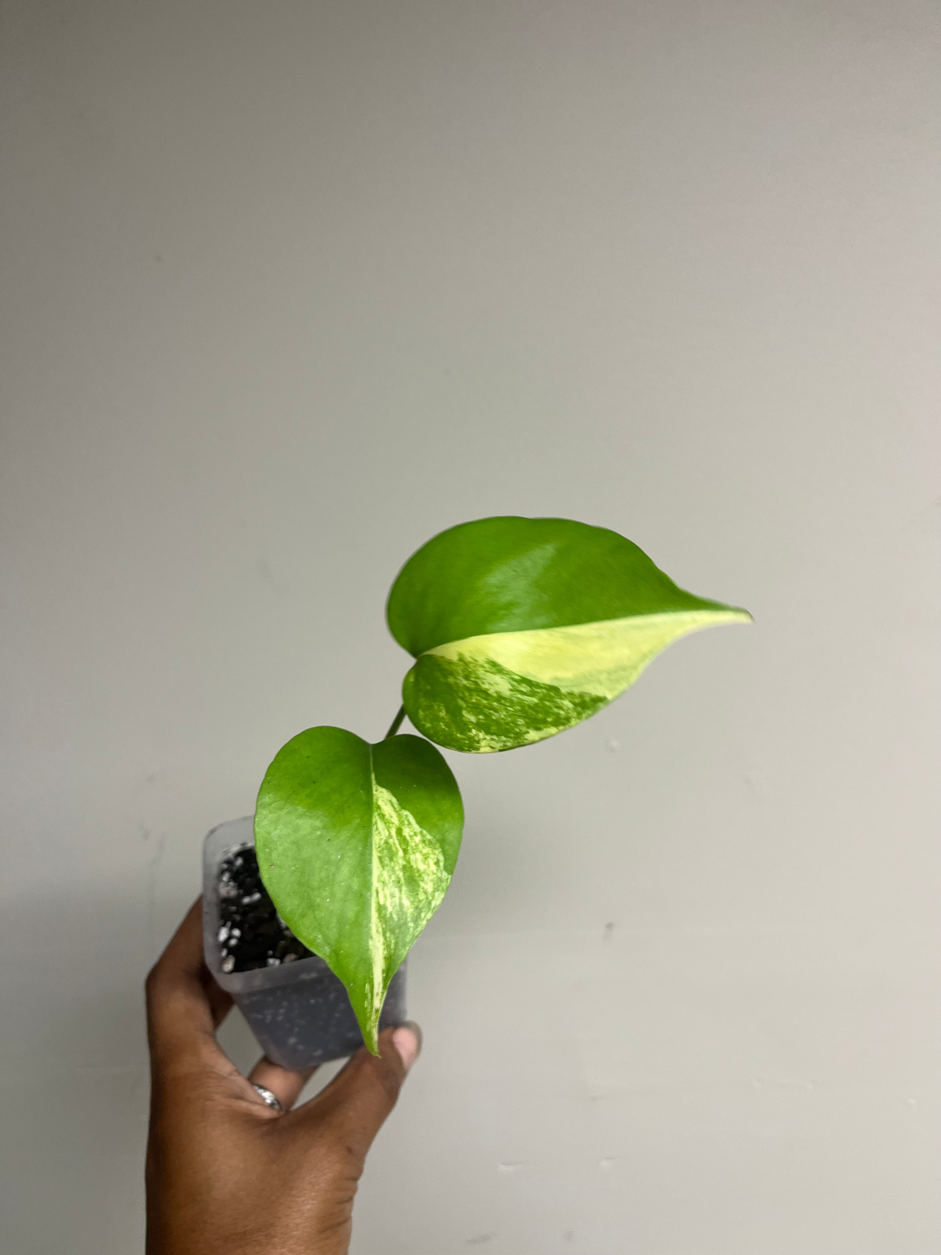 Monstera Yellow Marilyn 3 in