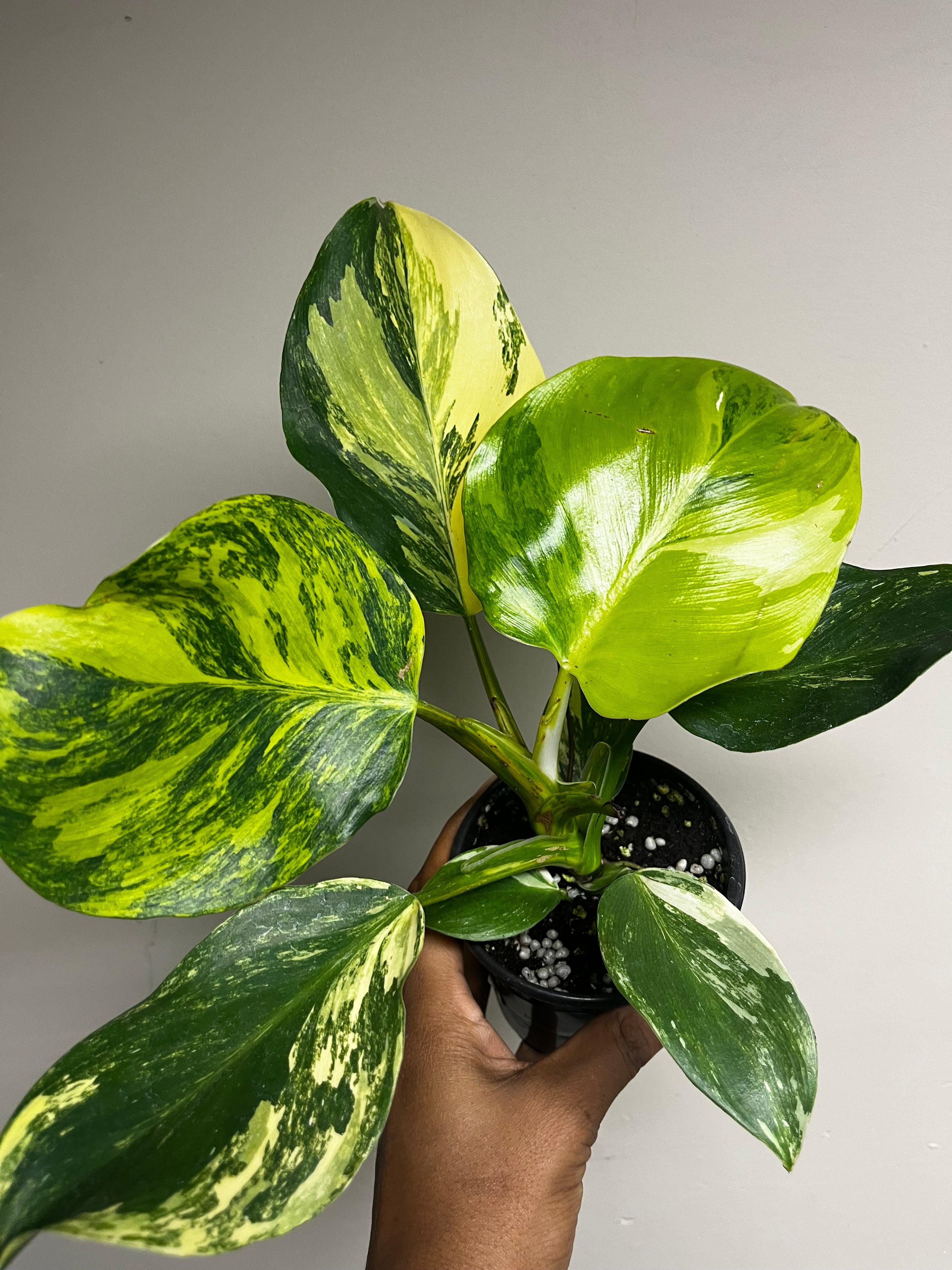 Philodendron White Wizard Tricolor 4 in