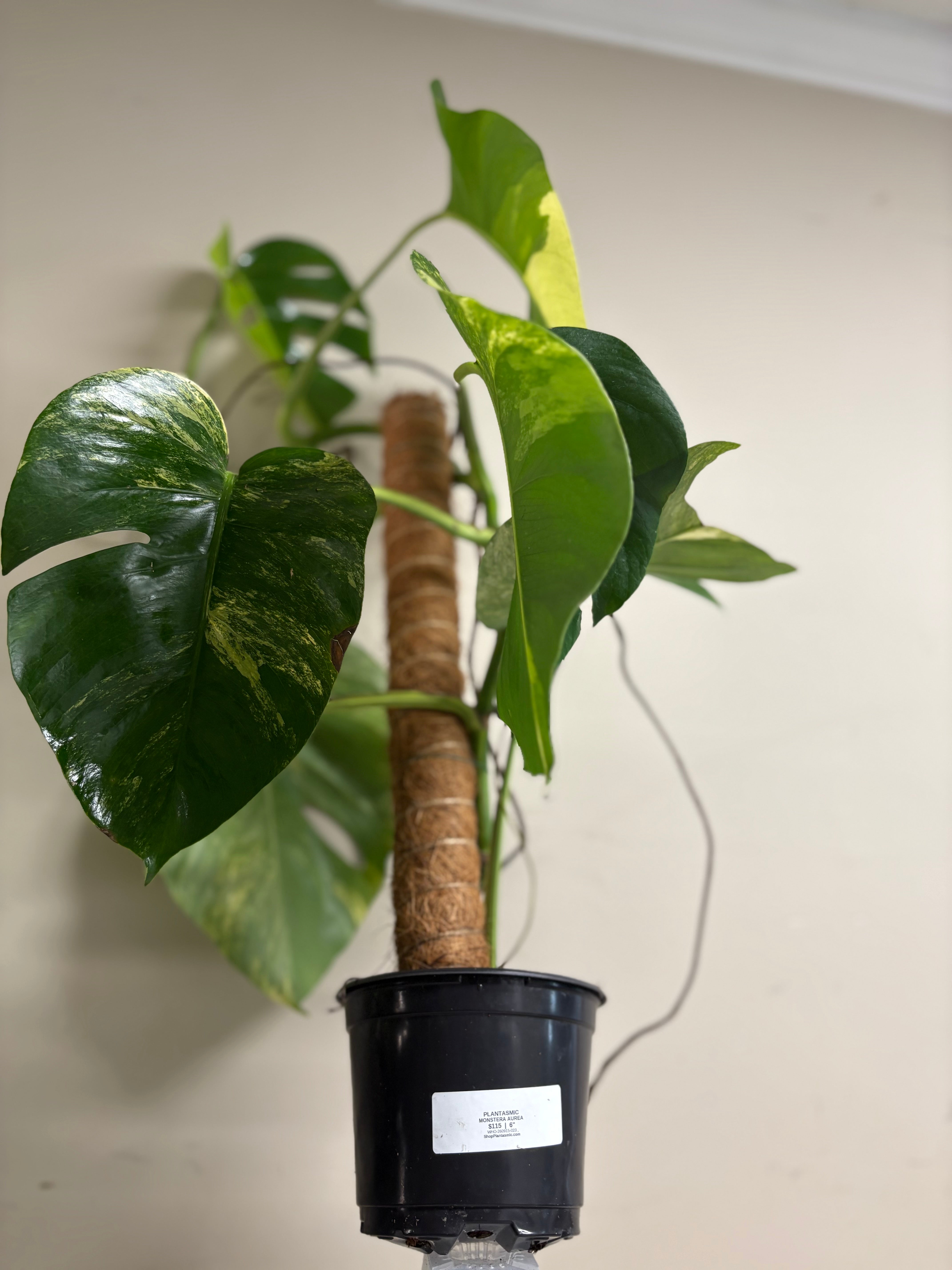 Monstera Aurea 6 in