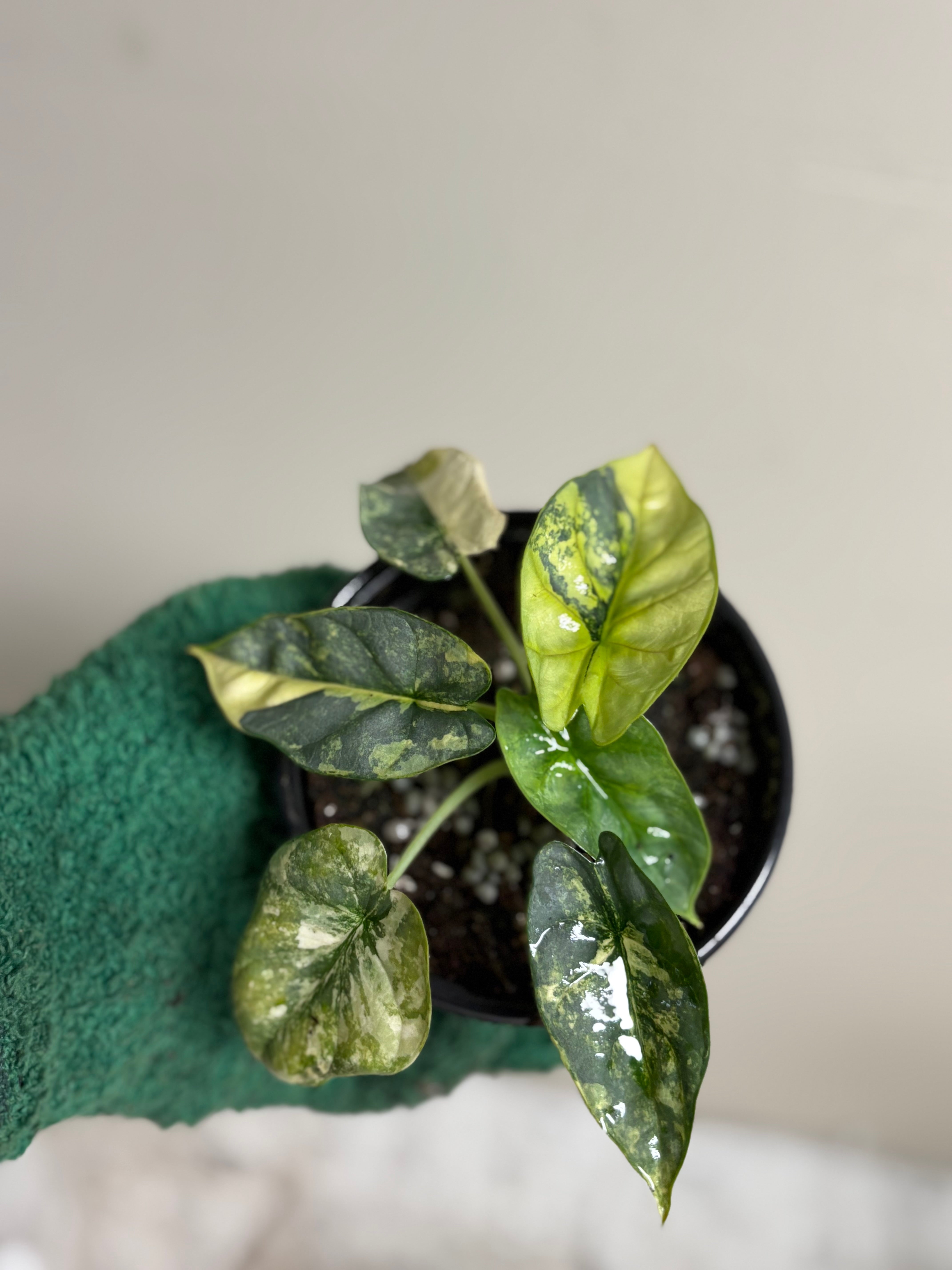 Alocasia Silver Dragon Variegated 4 in