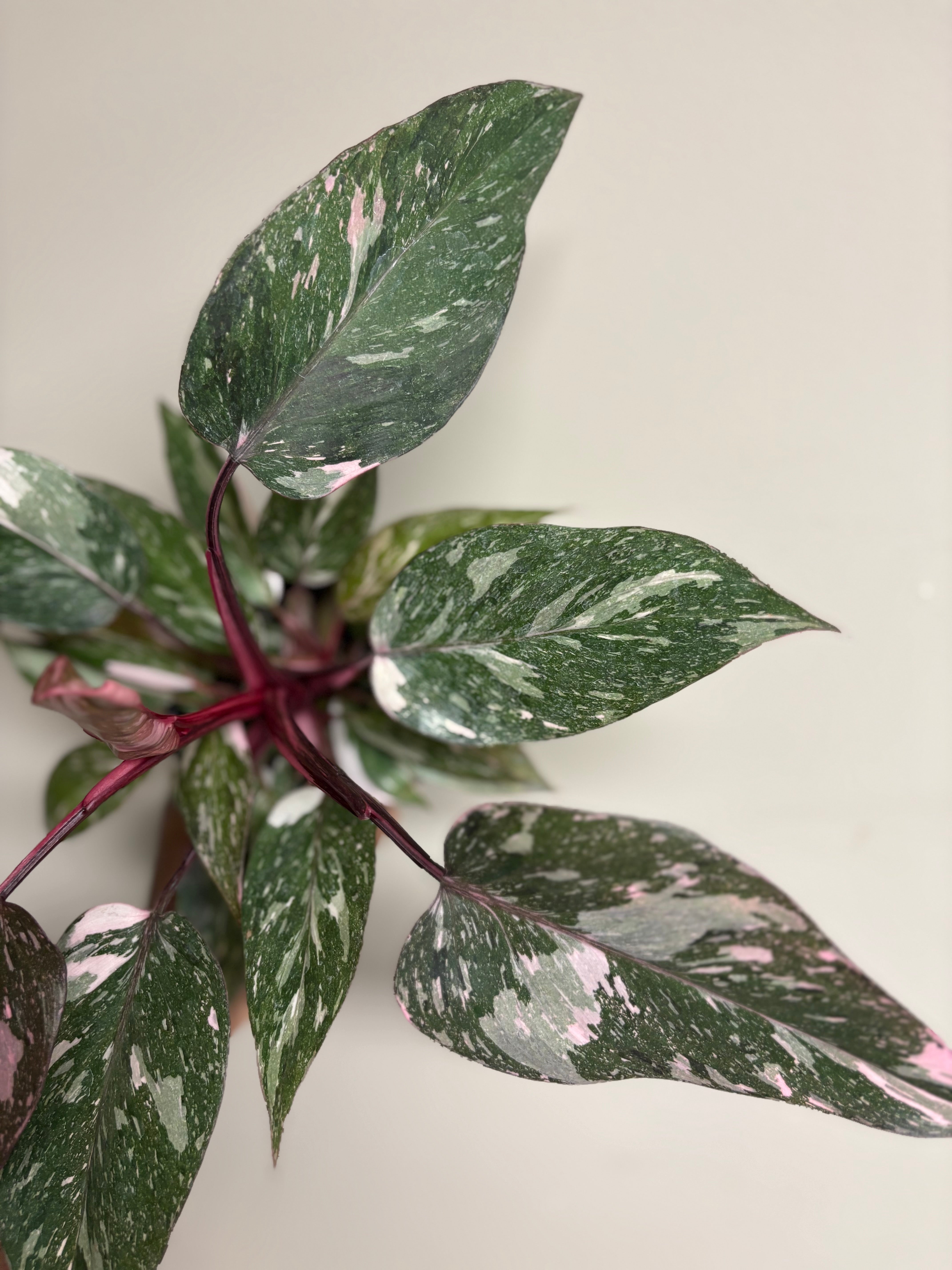 Philodendron Pink Princess Galaxy 4 in