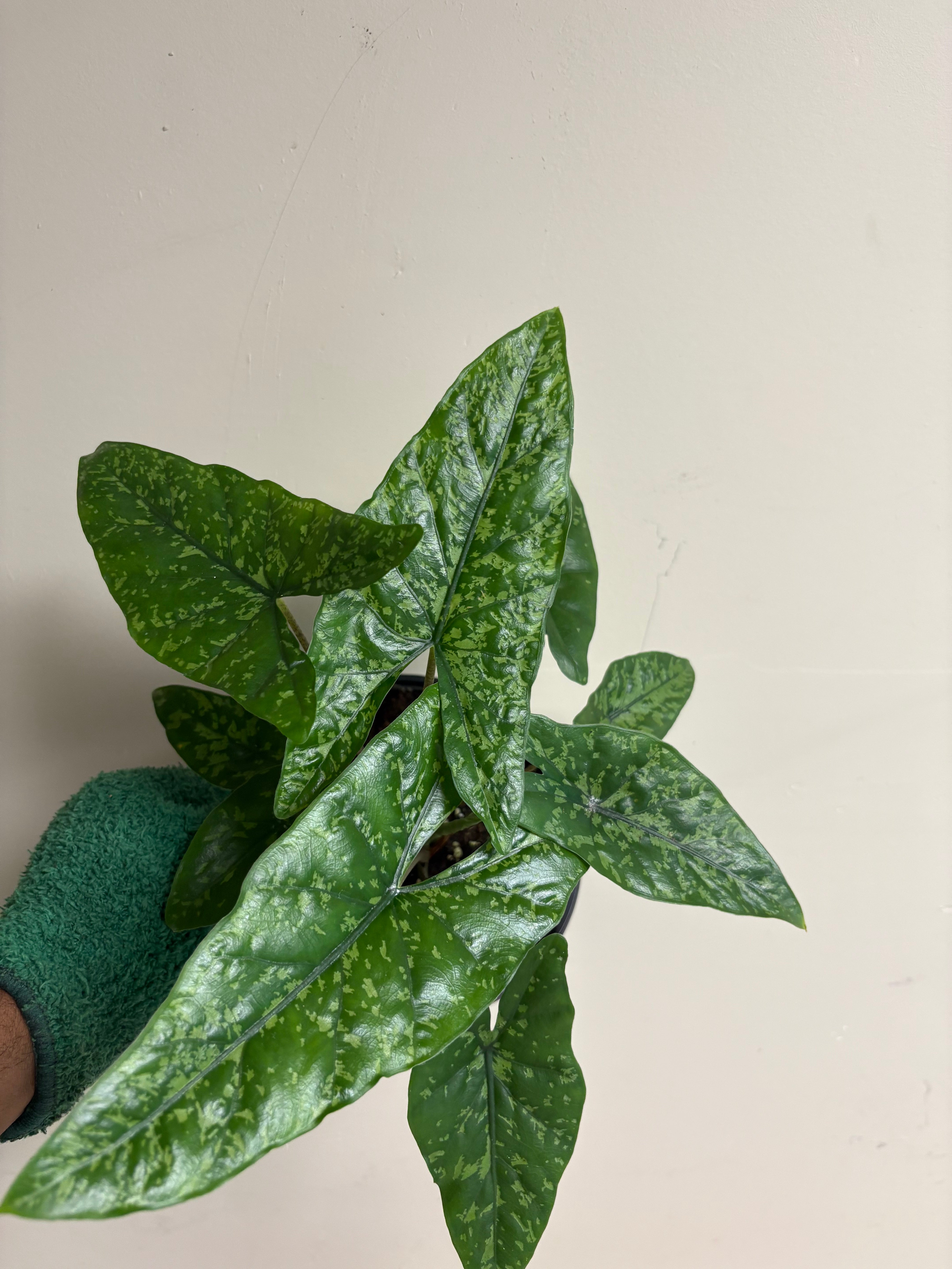 Alocasia Shattered Glass 6 in