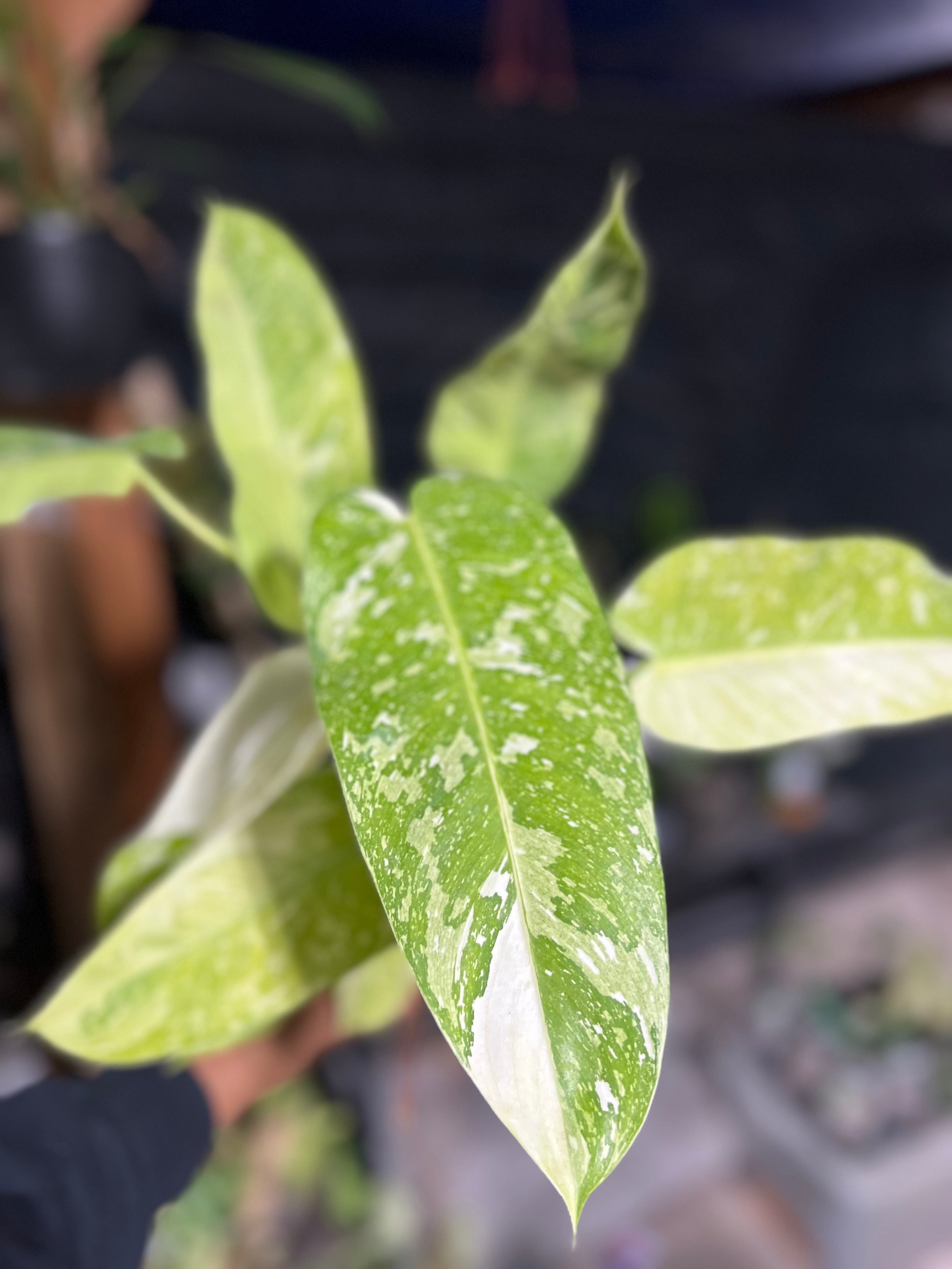 Philodendron Jose Buono Fiesta