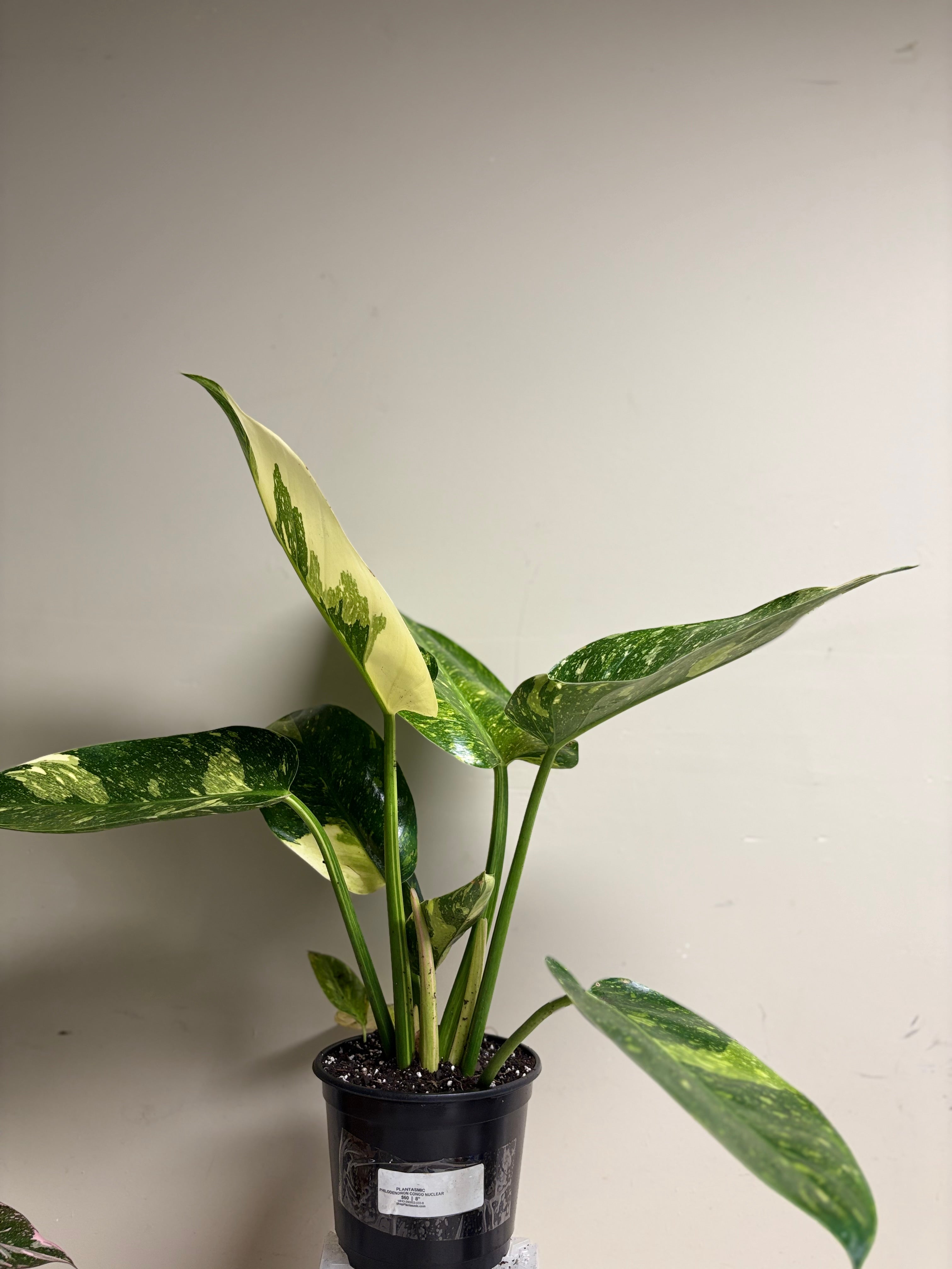 Philodendron Congo Nuclear 8 in