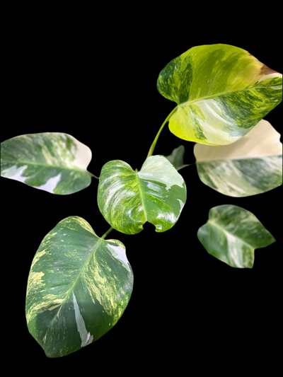 Philodendron White Princess Aurea