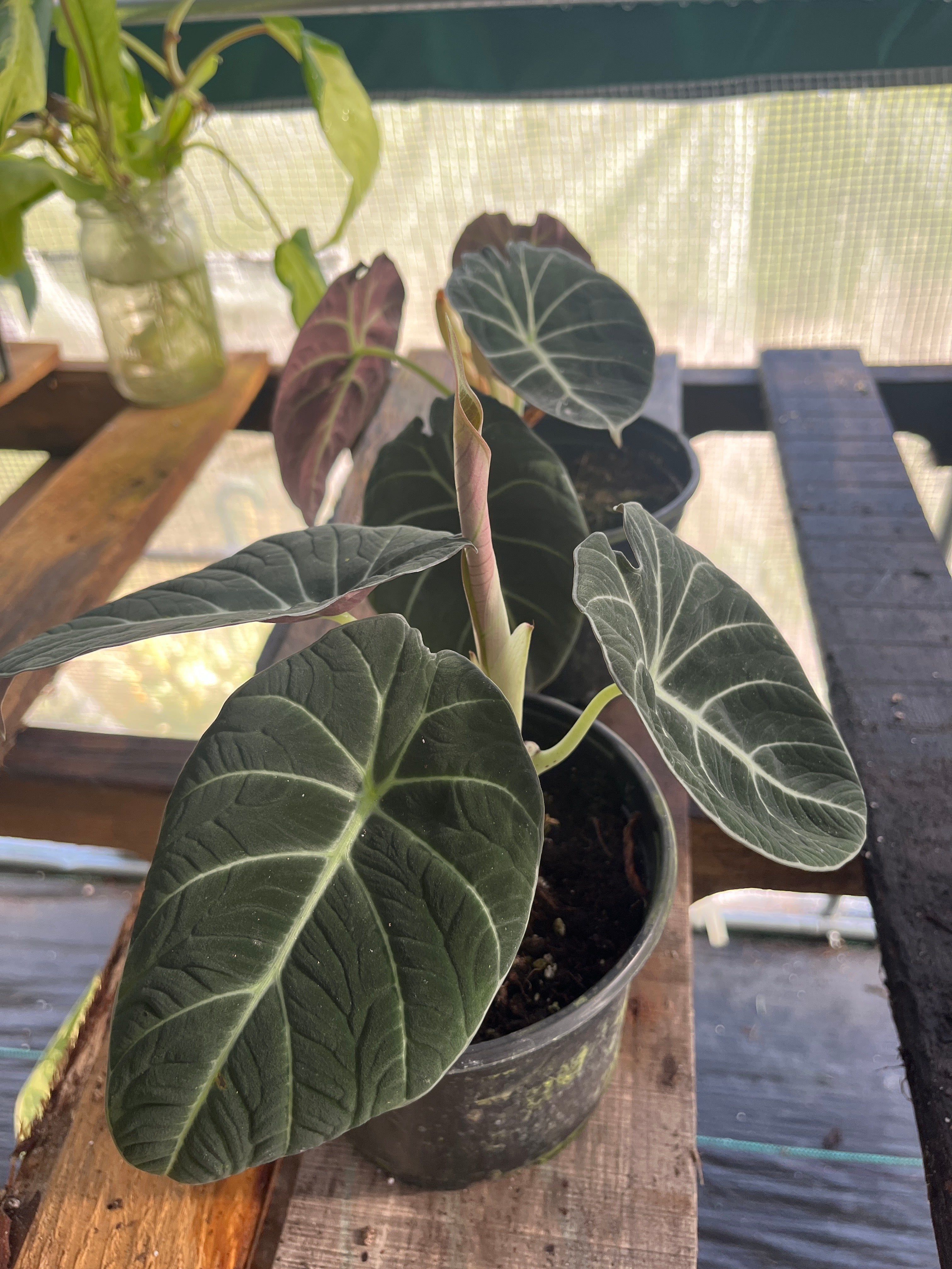 Alocasia Black Velvet 6 in