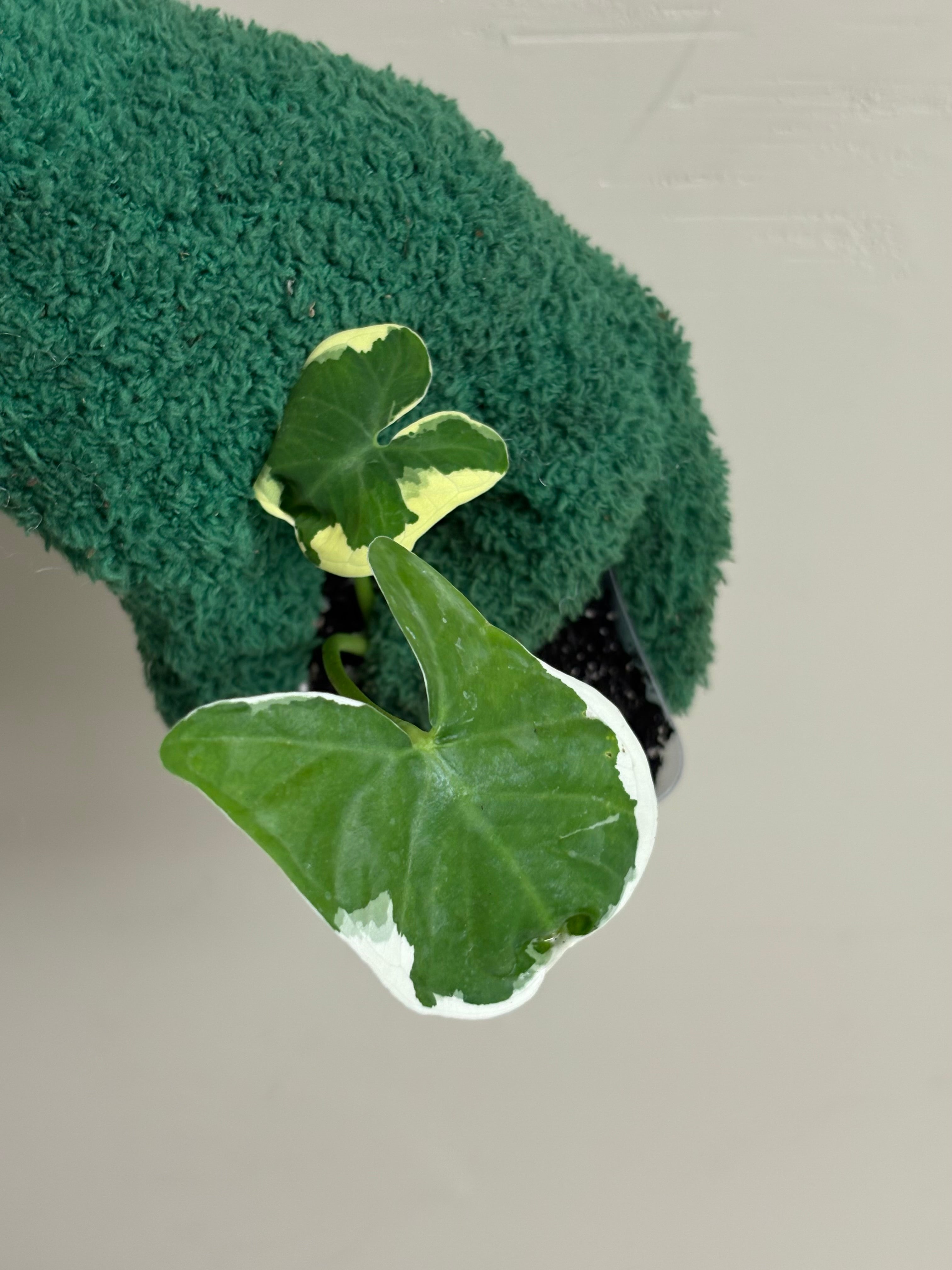 Alocasia Mickey Mouse