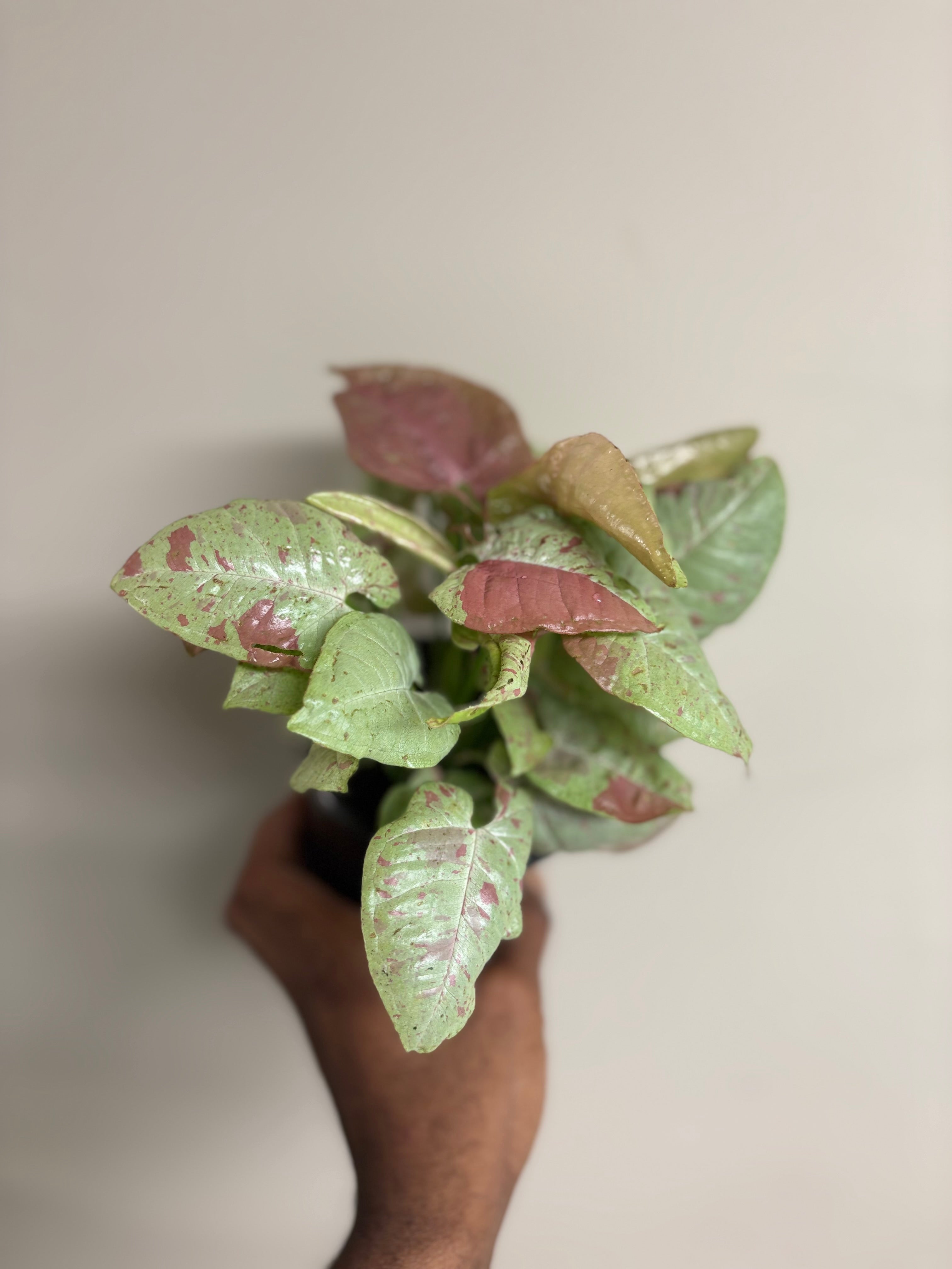 Syngonium Milk Confetti 4 in