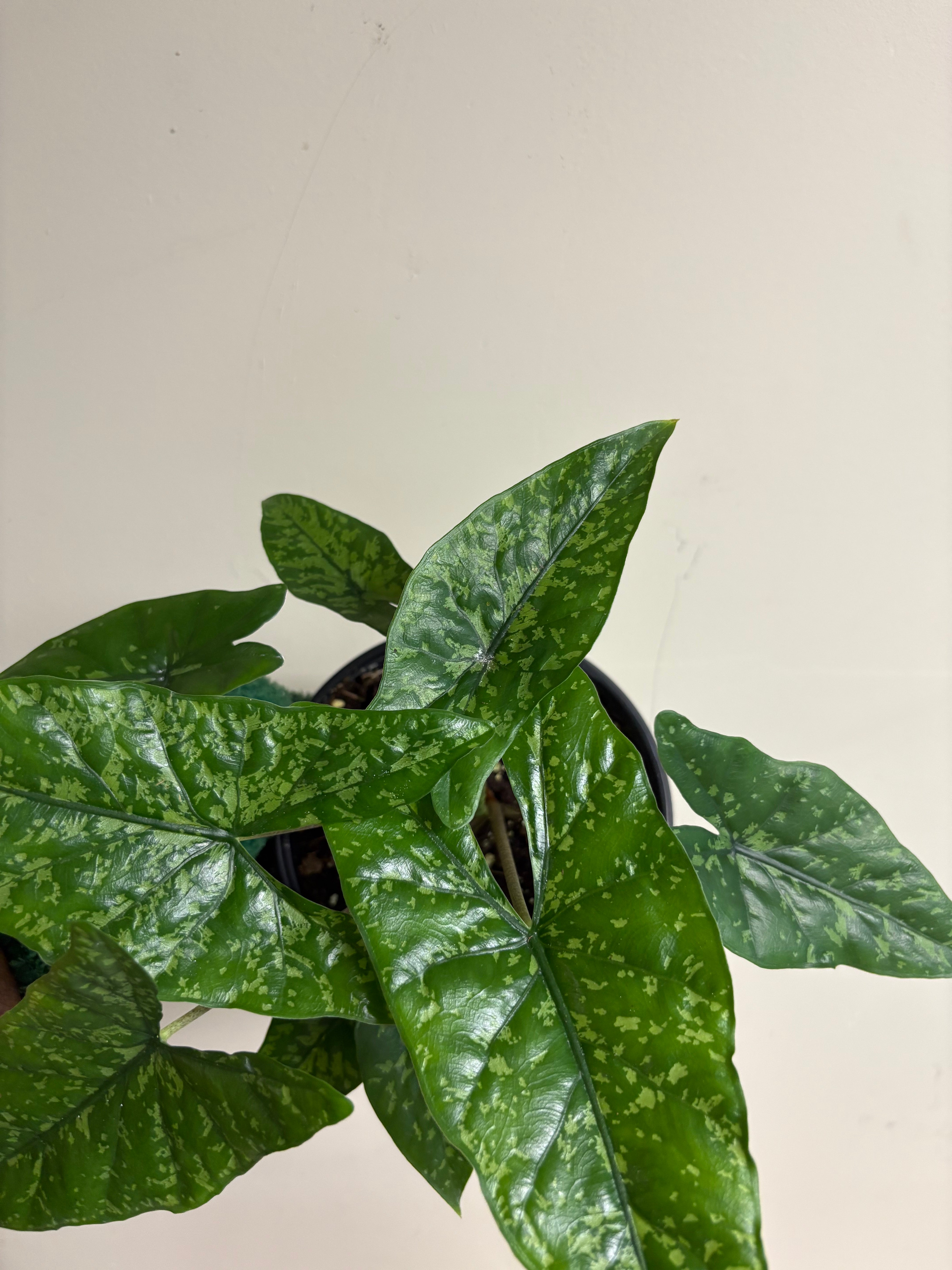 Alocasia Shattered Glass 6 in
