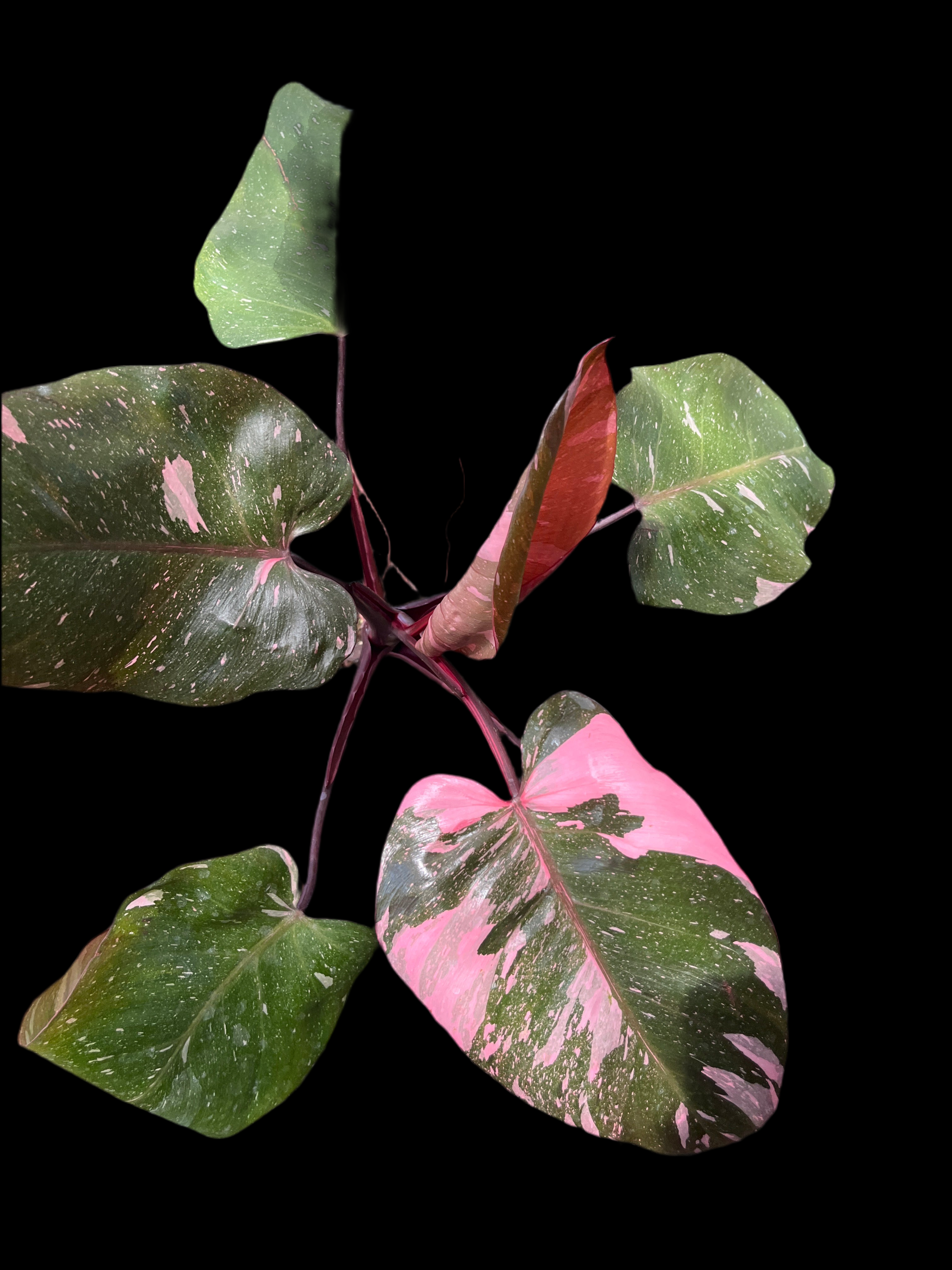 Philodendron Pink Princess Marble KING