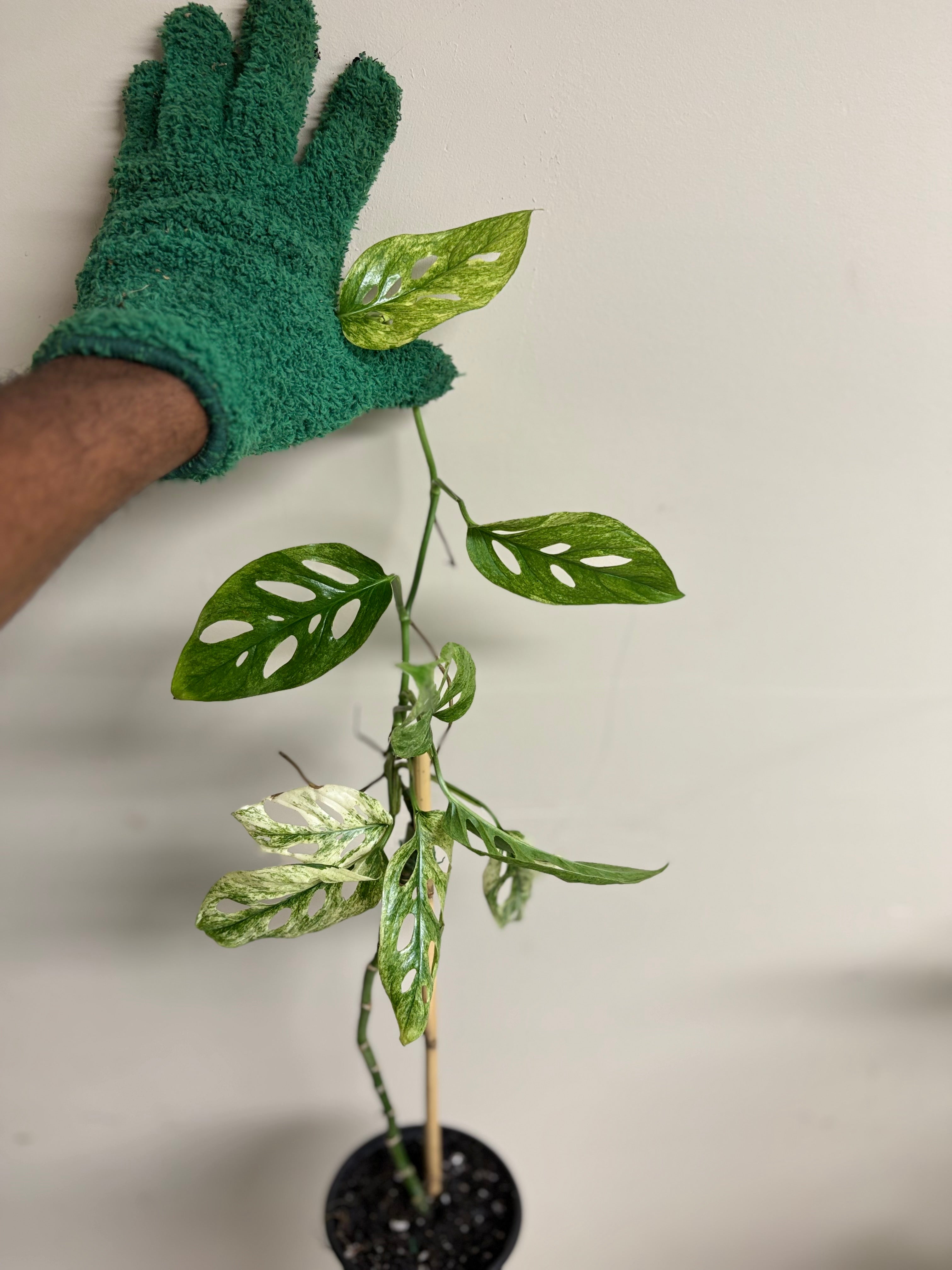 Monstera Adansonii sp. Laniata 4 in