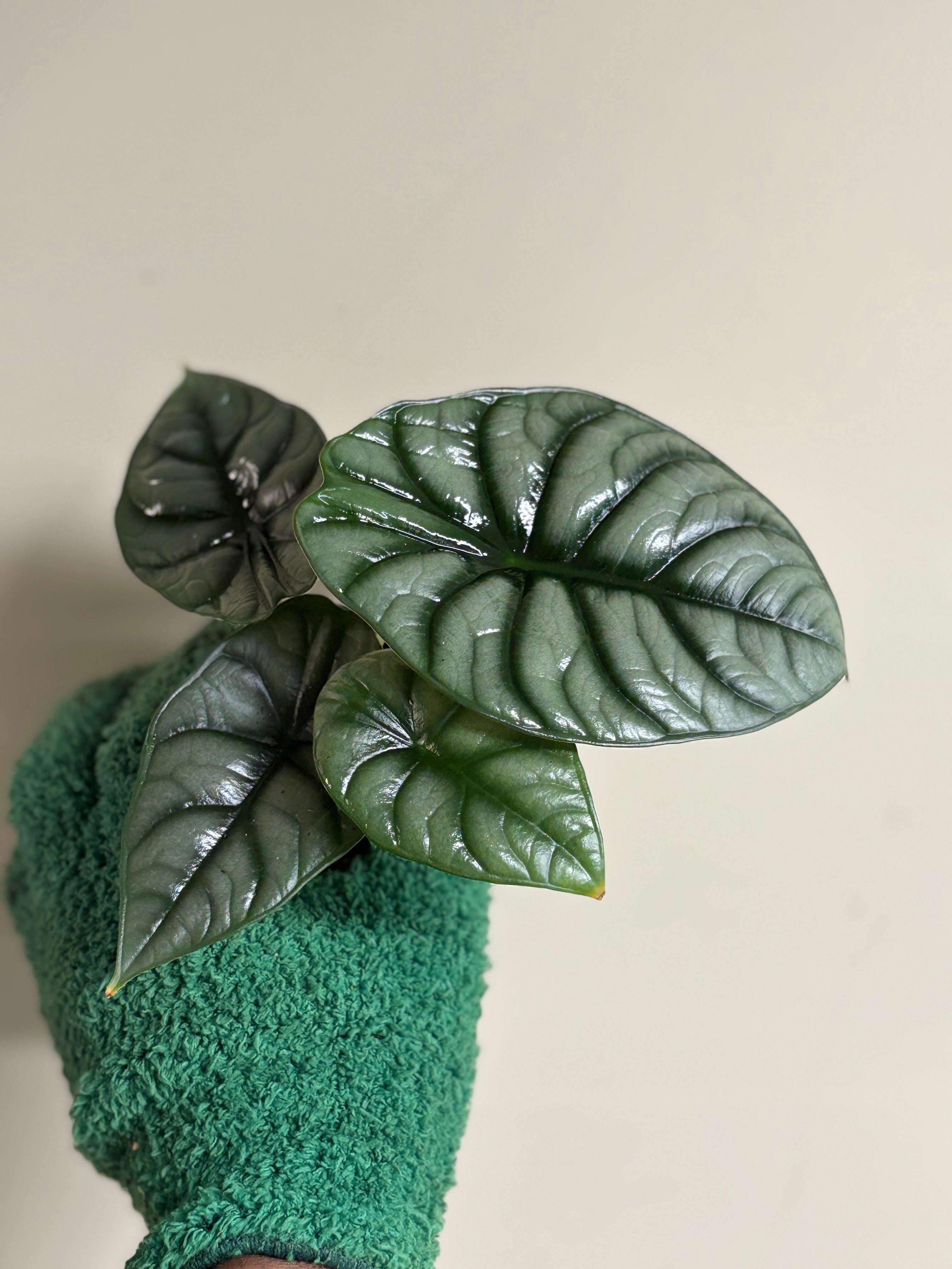 Alocasia White Dragon 4 in
