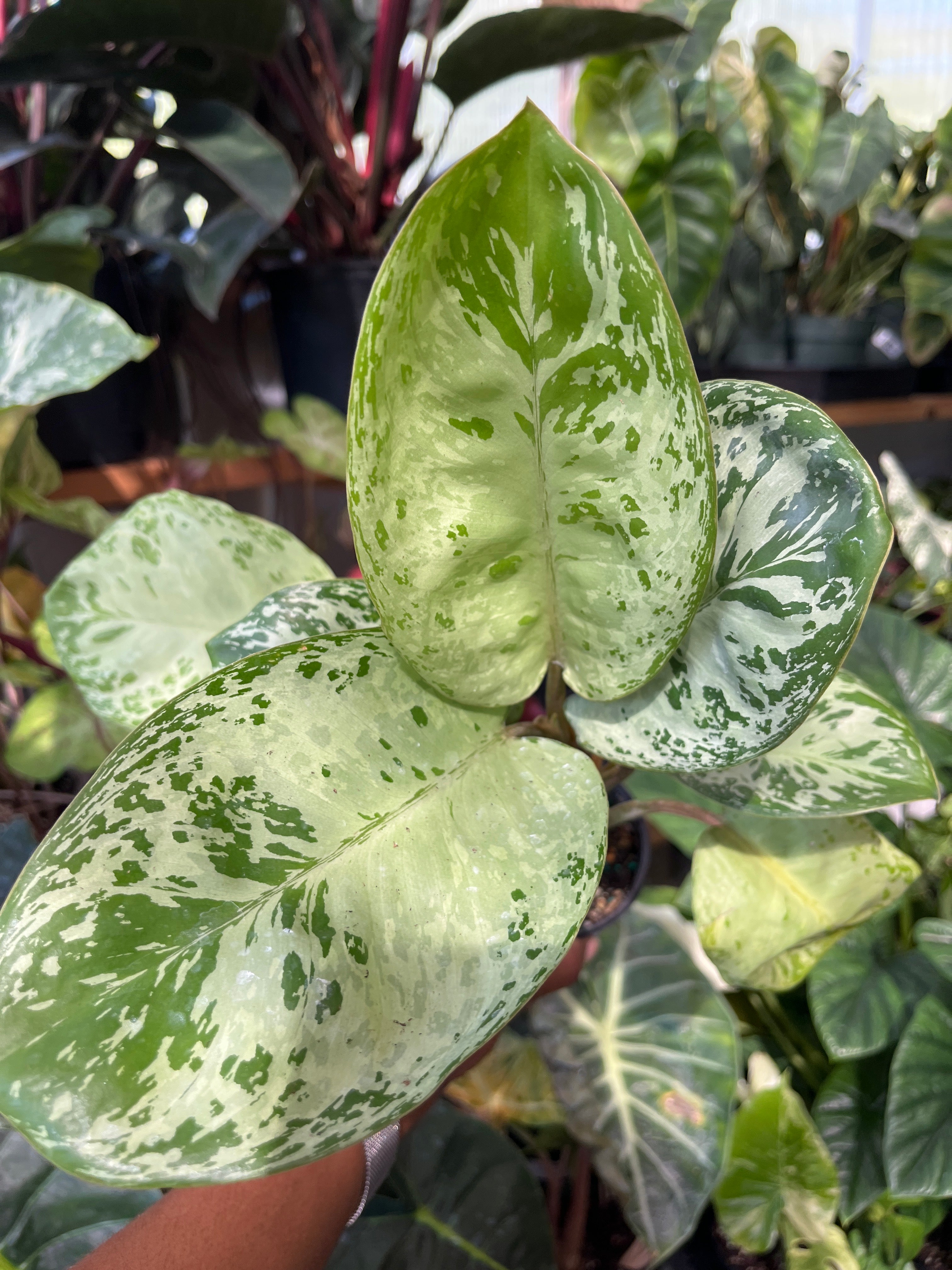 Aglaonema Seafoam Woody