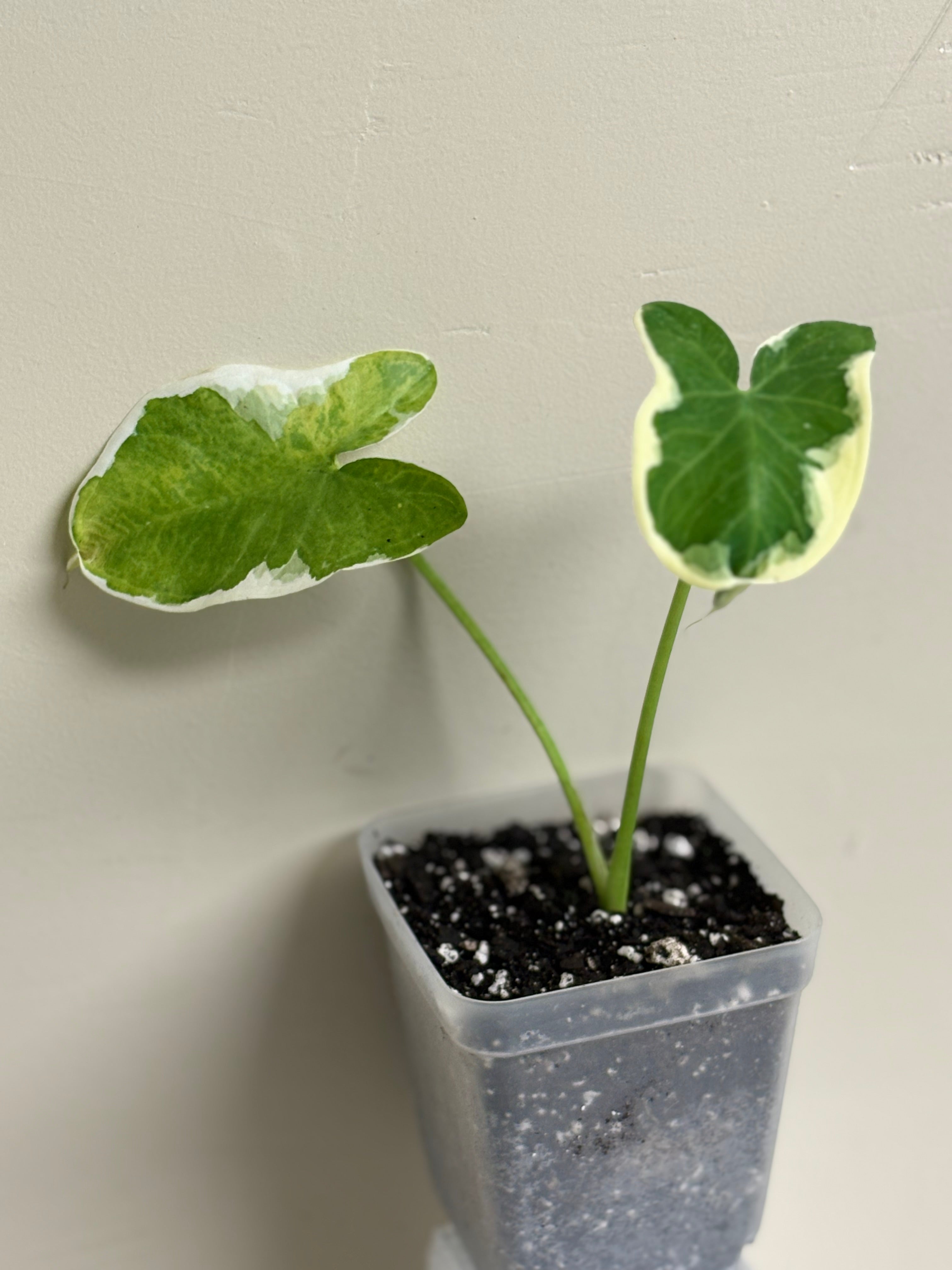 Alocasia Mickey Mouse