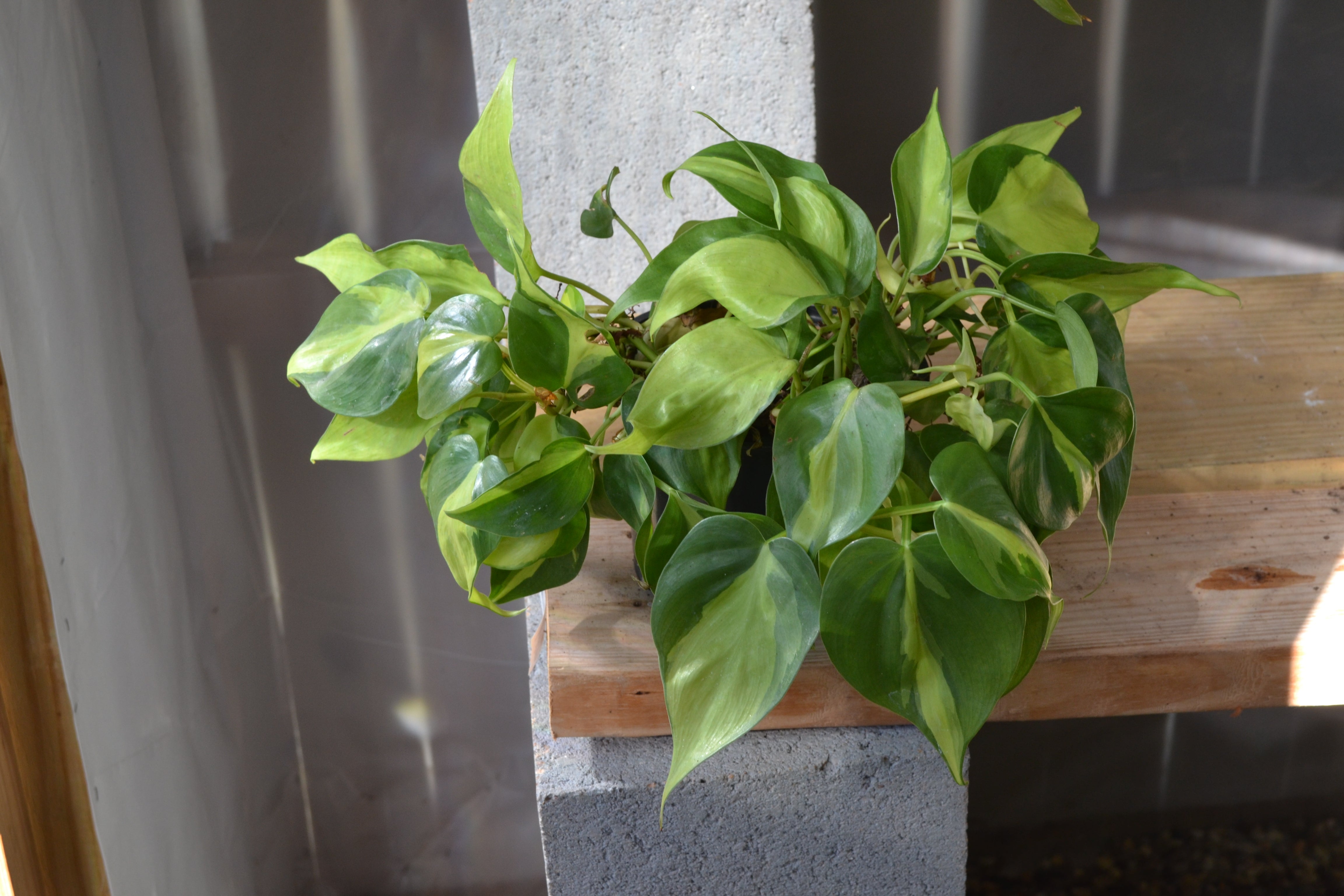 Philodendron Brasil 6 in