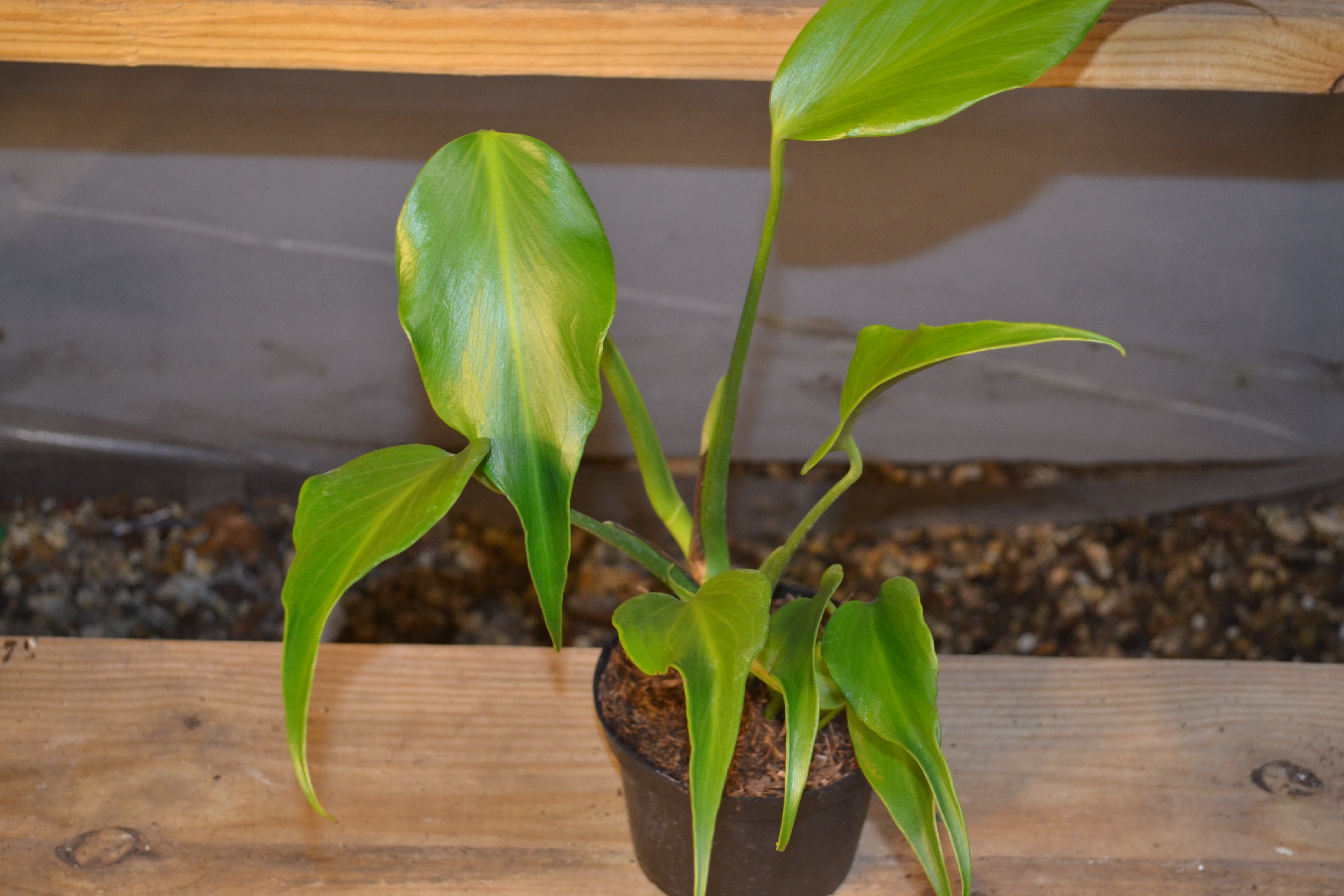 Monstera Burle Marx Flame 6 in