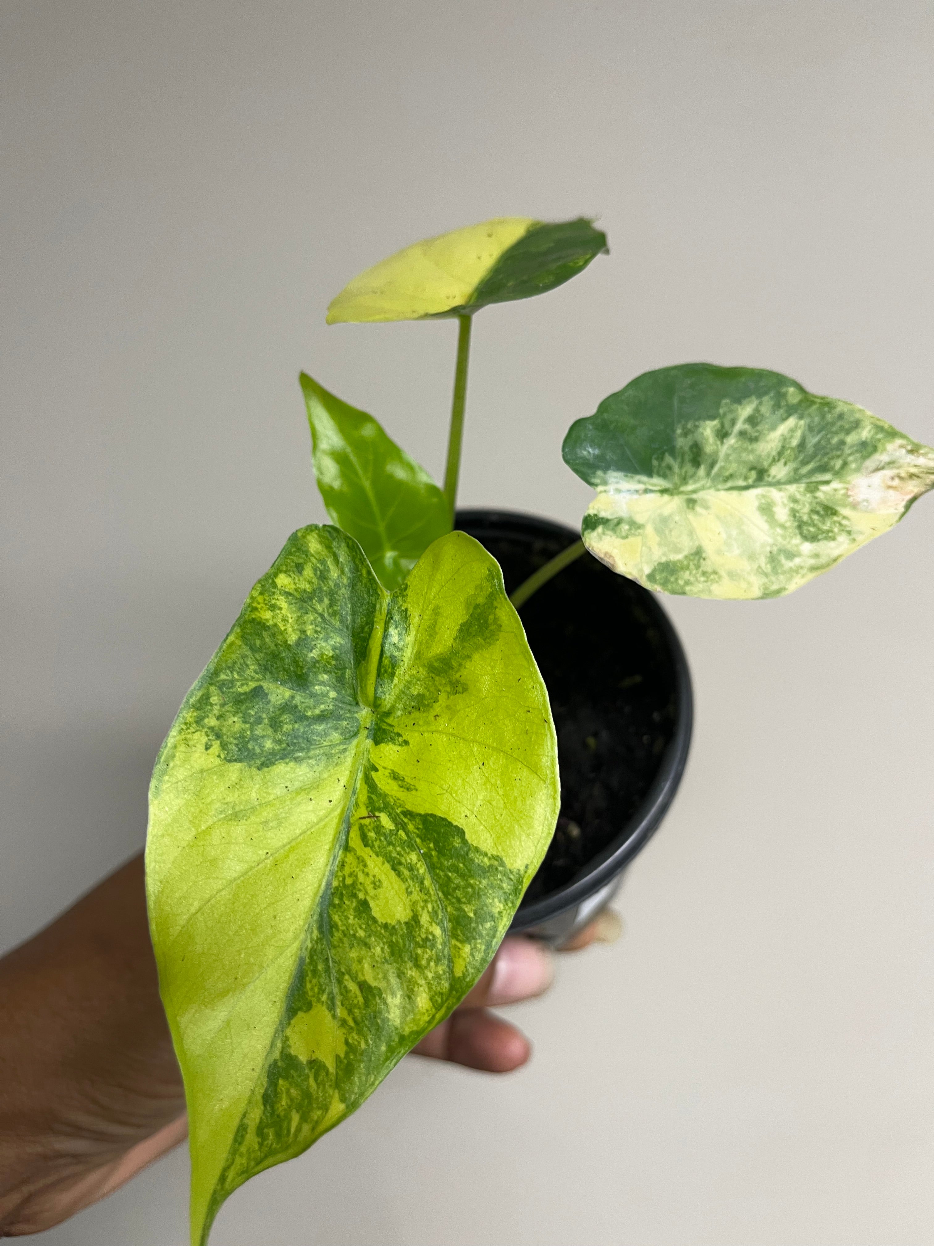 Alocasia Gageana Aurea 4 in