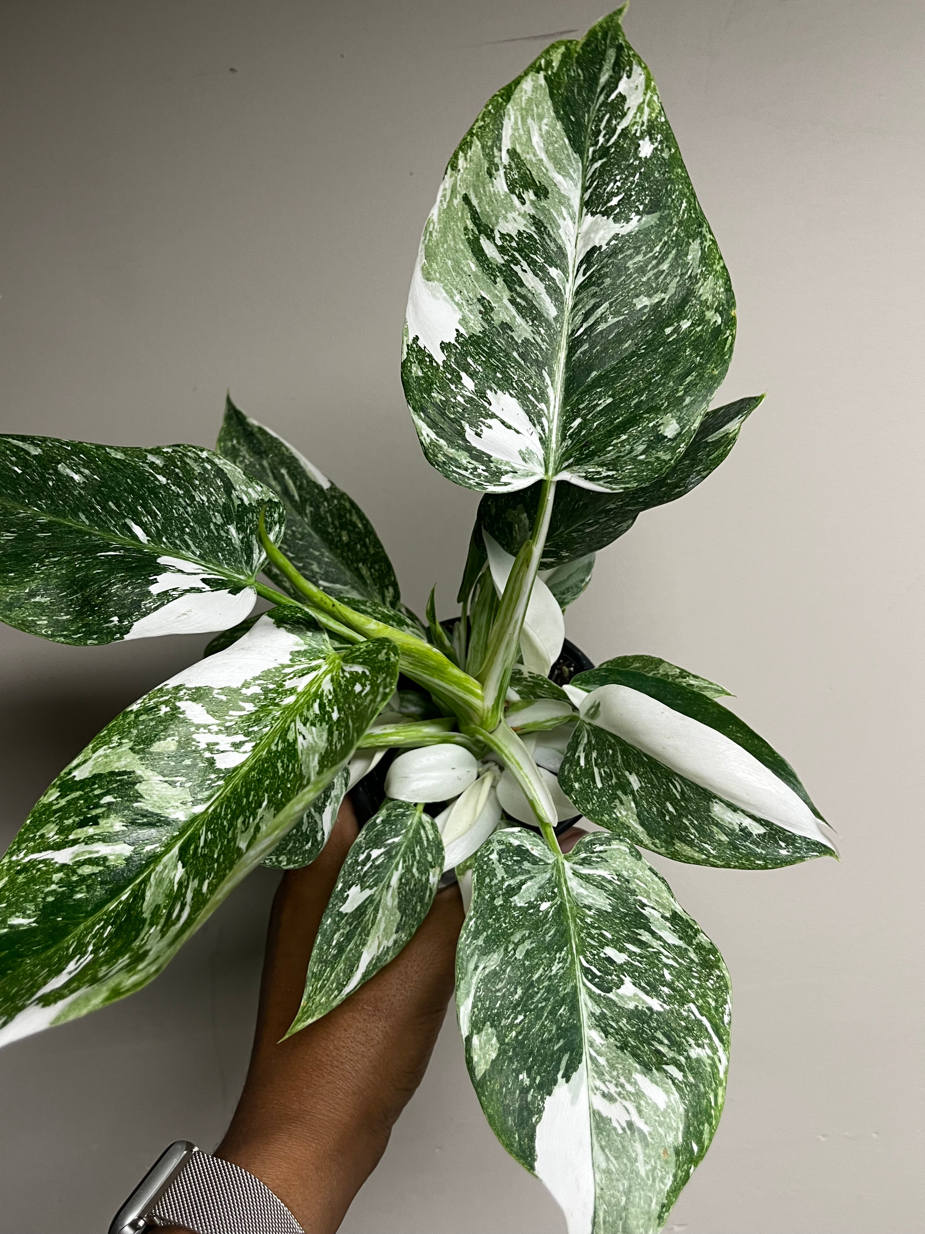 Philodendron White Princess Galaxy 4 in