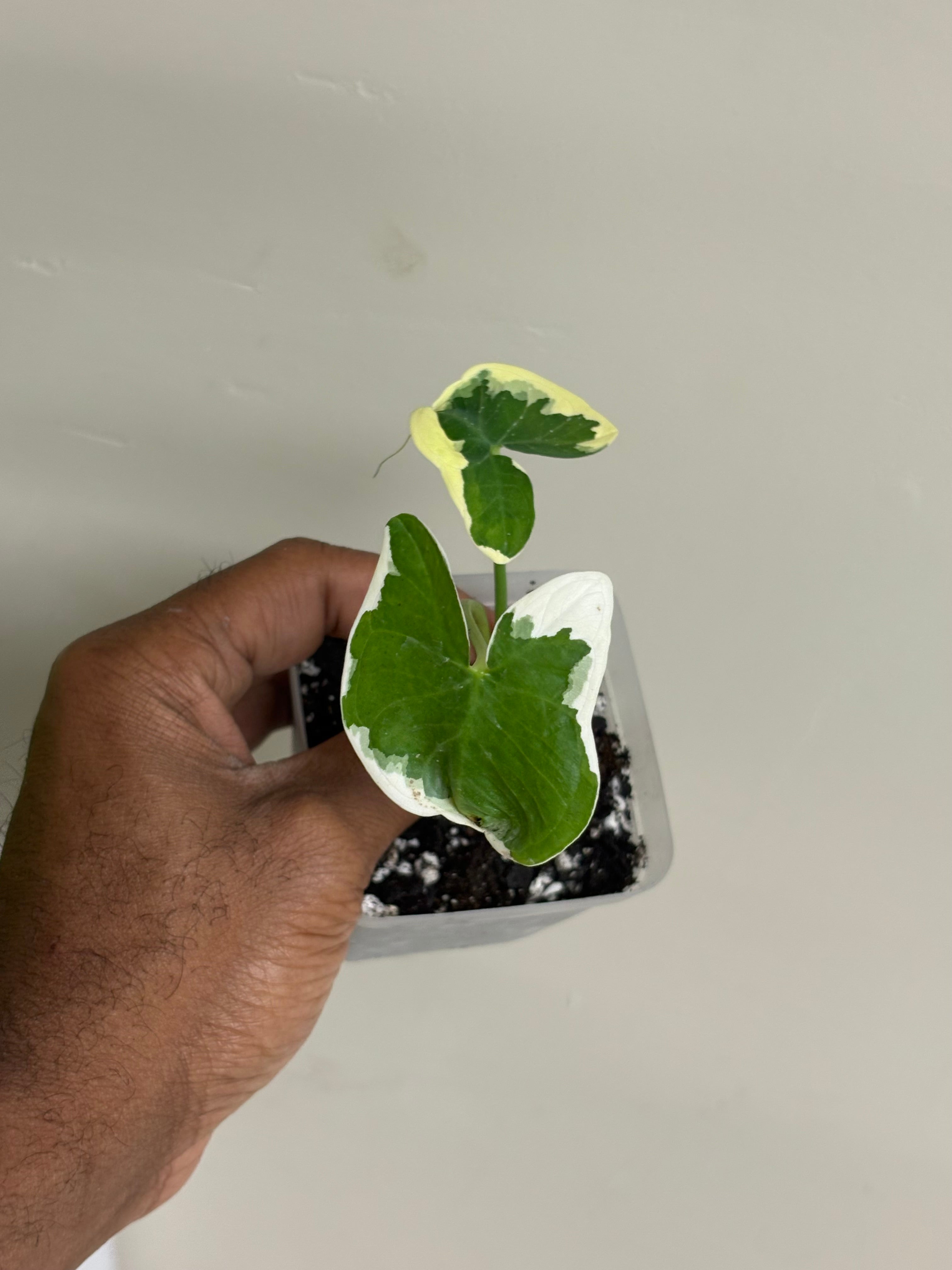 Alocasia Mickey Mouse