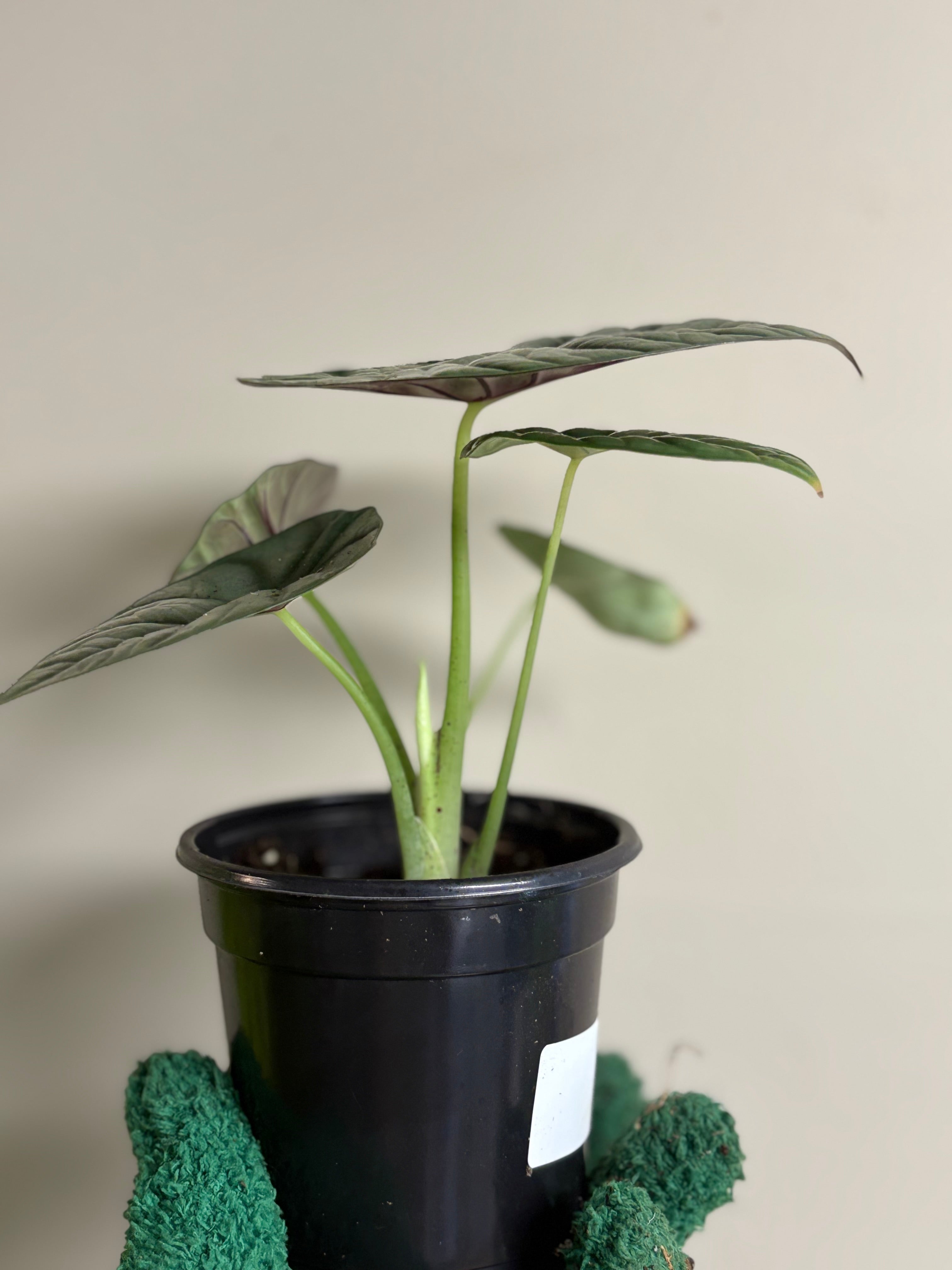 Alocasia White Dragon 4 in
