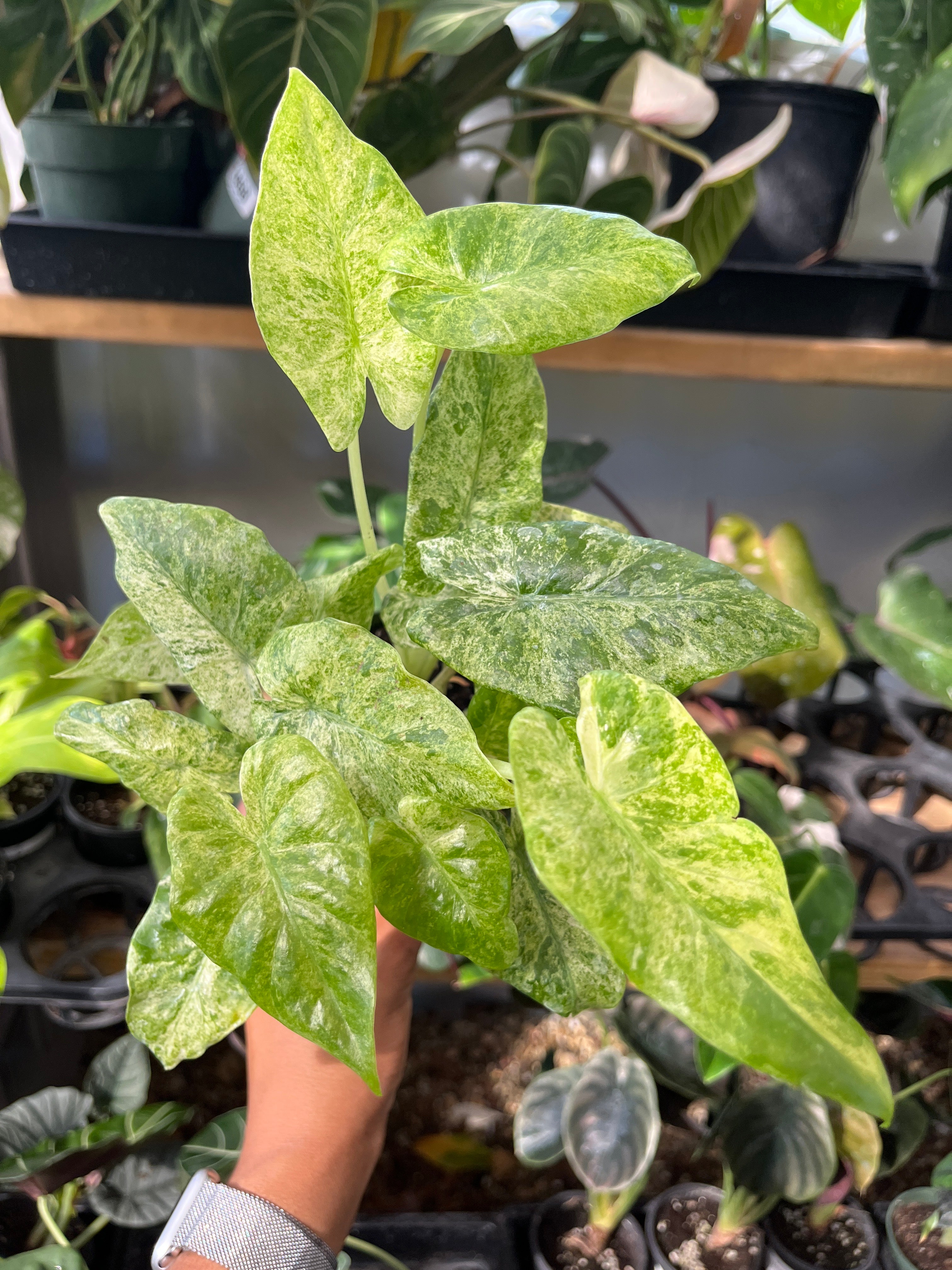 Alocasia Odora Batik