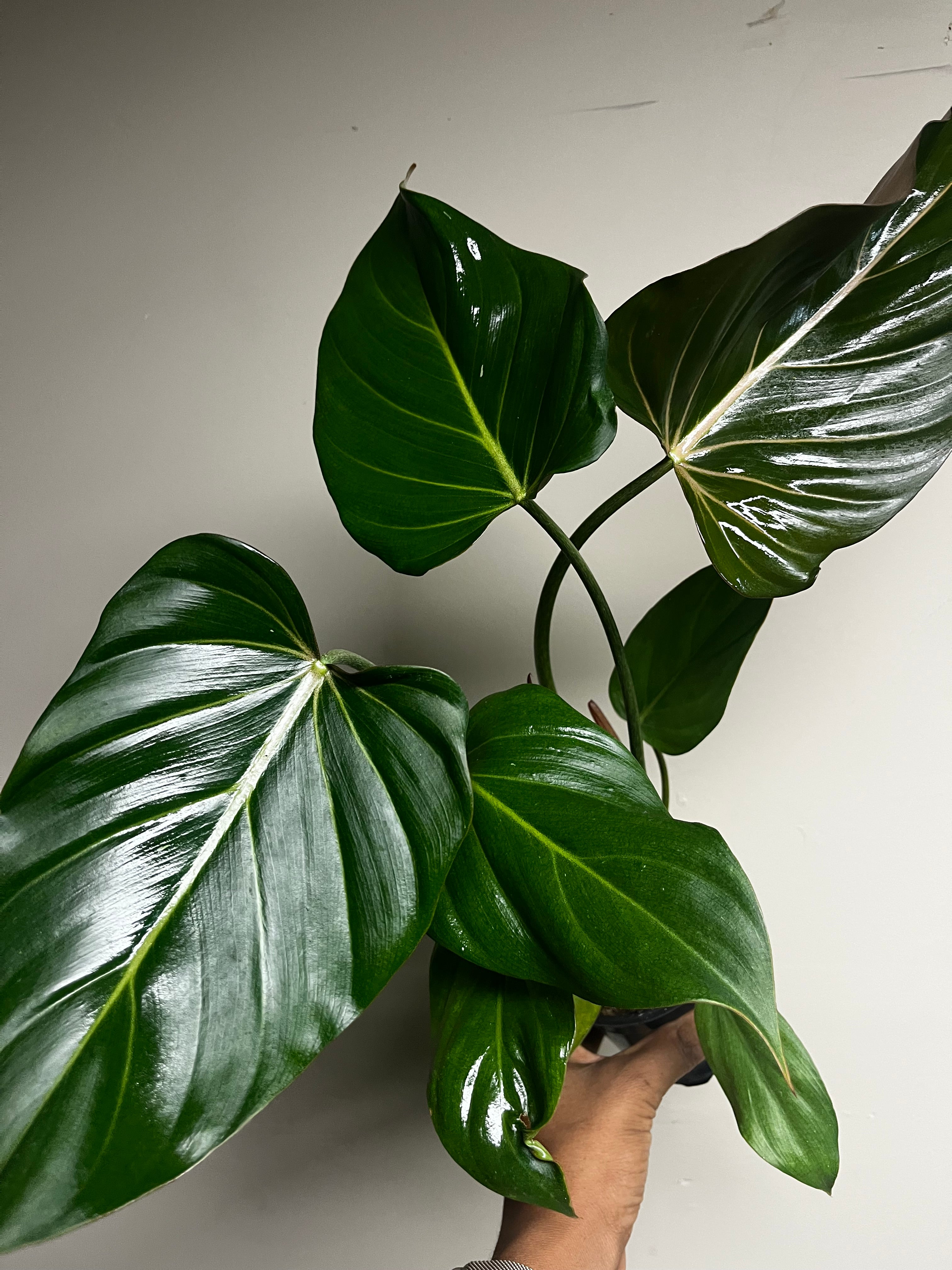 Philodendron Summer Glory 4 in