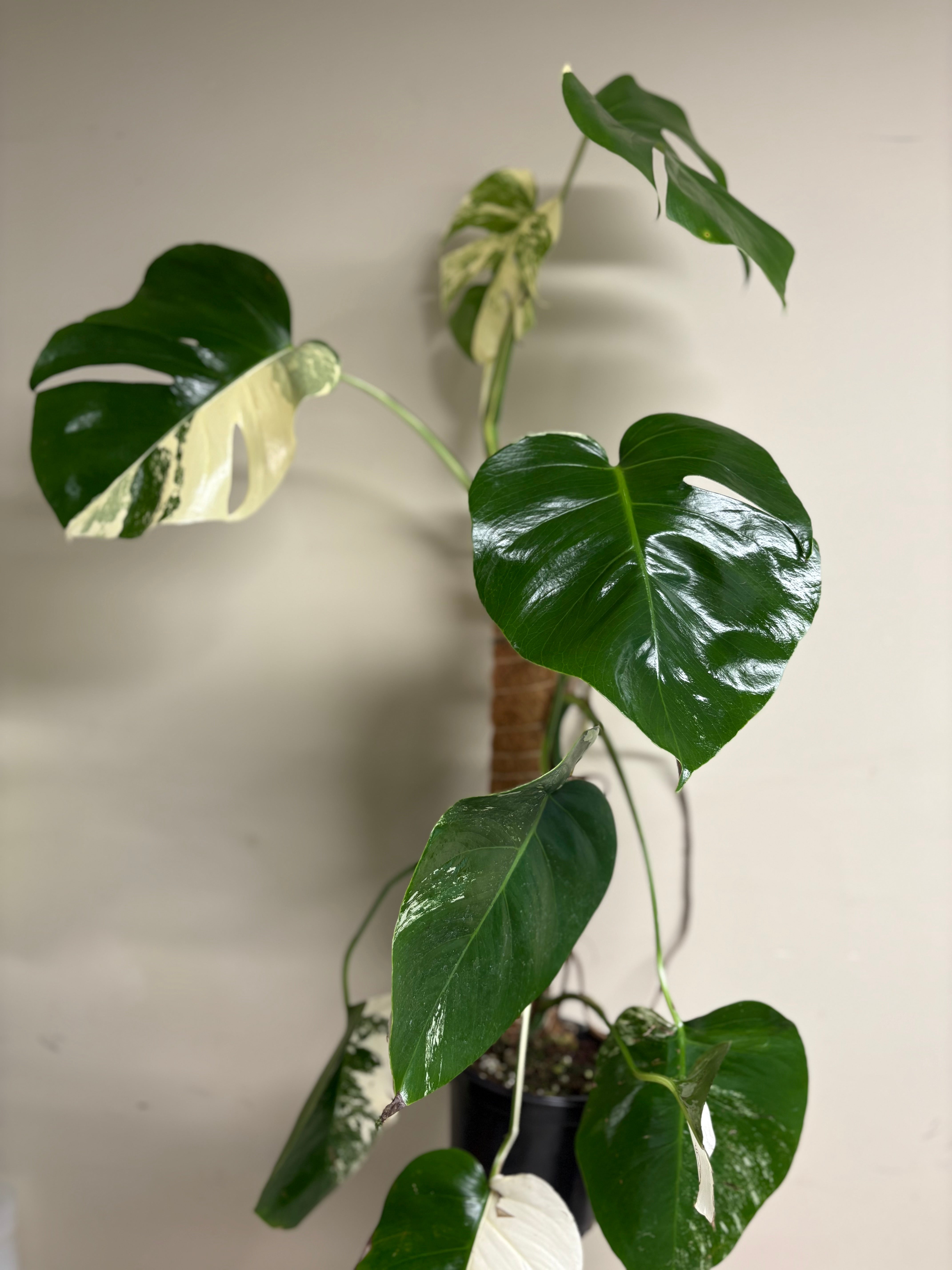 Monstera Albo 6 in