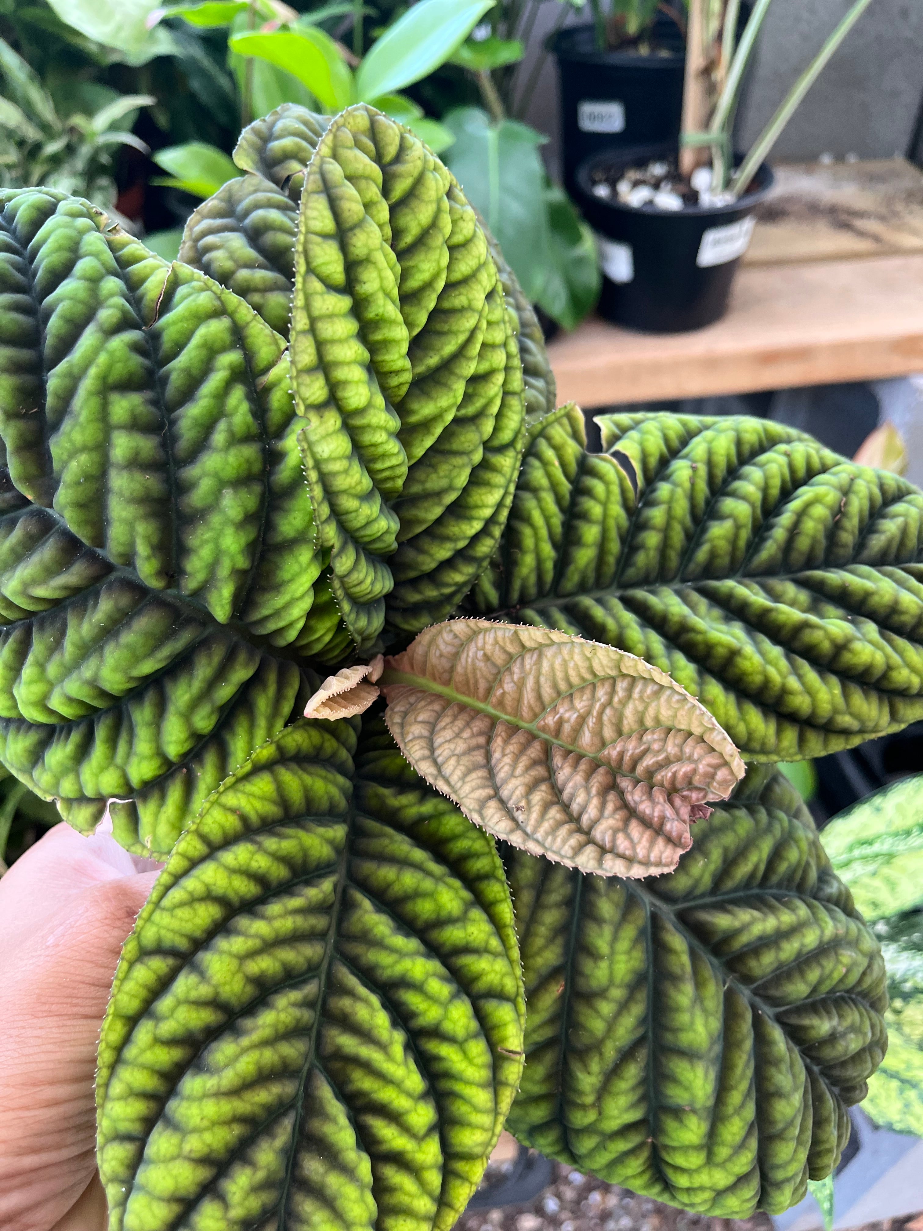 Ardisia Sp. ‘Cool Fire’