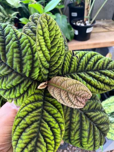 Ardisia Sp. ‘Cool Fire’