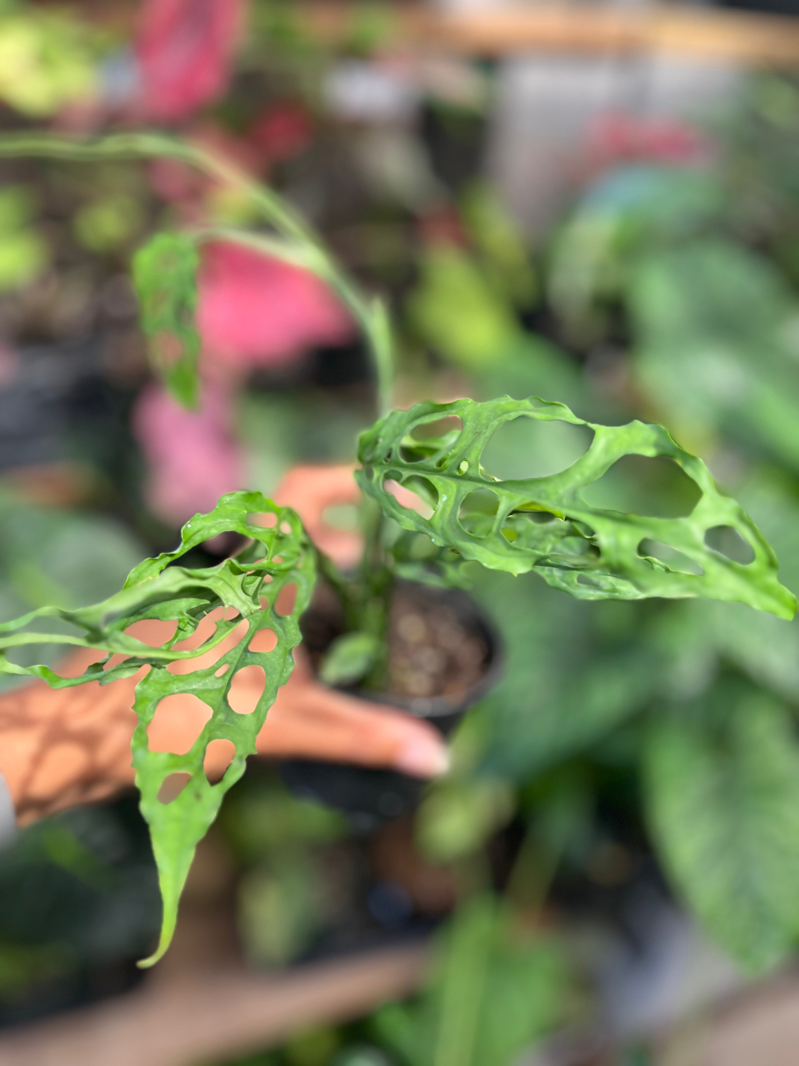 Monstera Obliqua Peru 4 inch